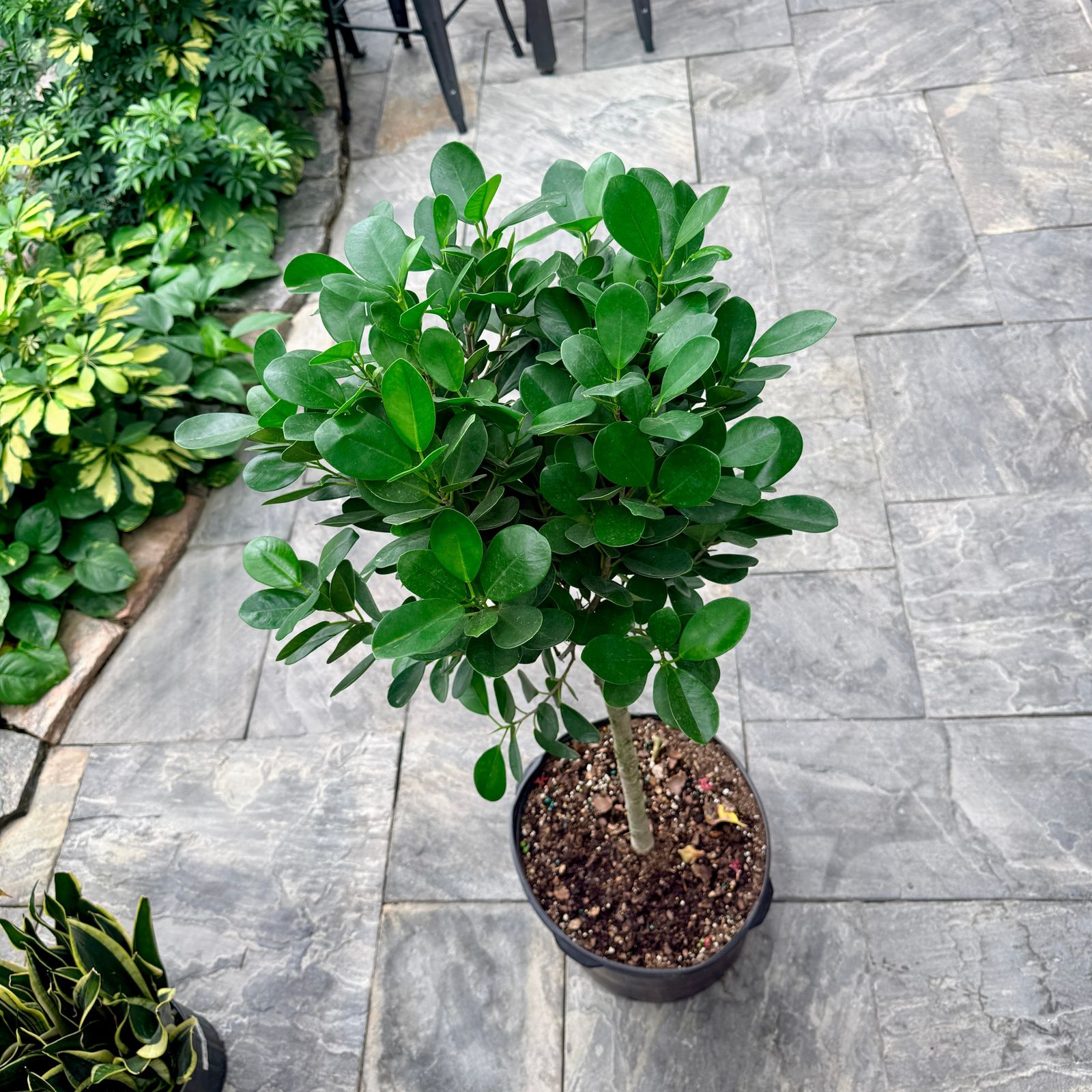 Ficus 'Moclame' (Ficus microcarpa 'Moclame') - 14" Pot - Std