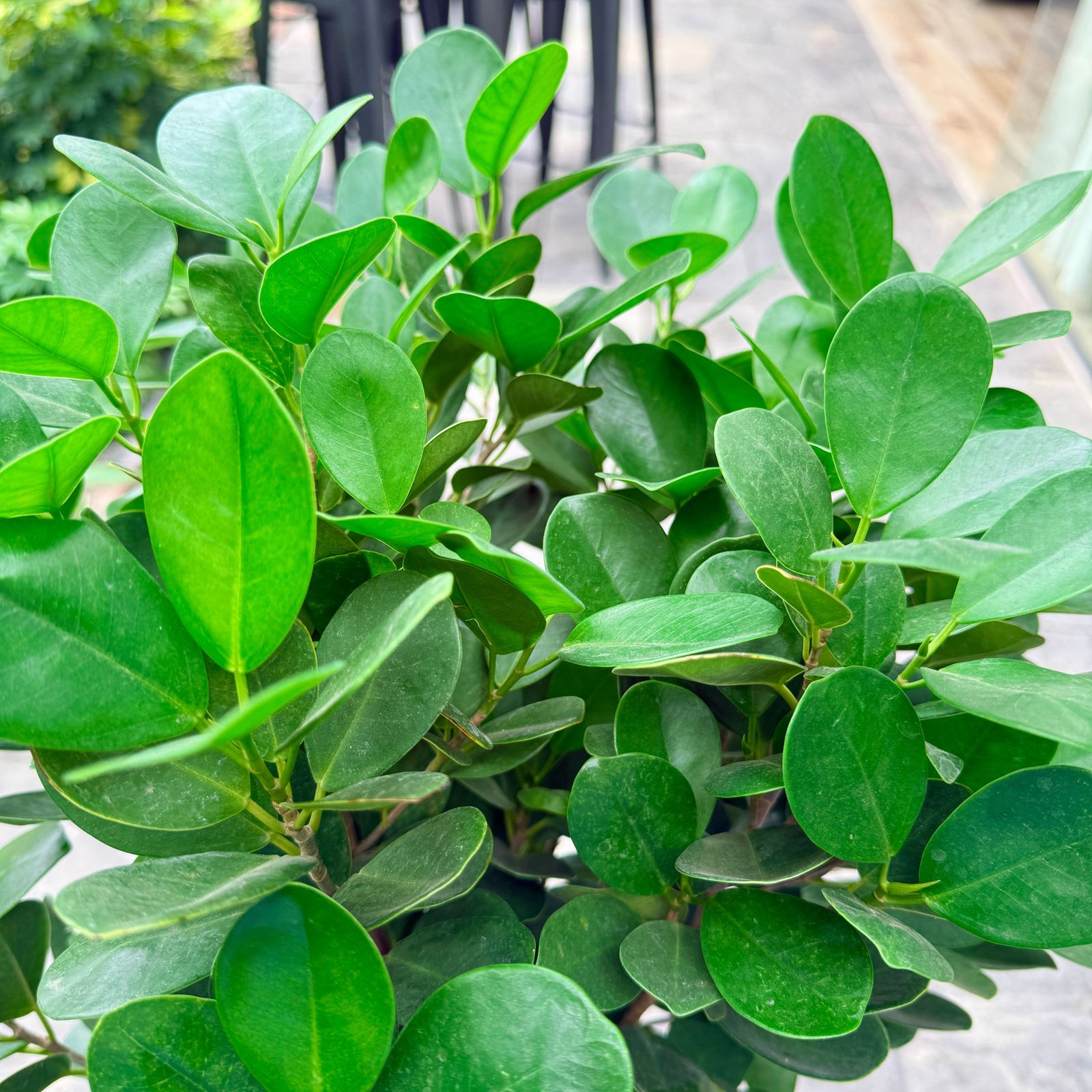 Ficus 'Moclame' (Ficus microcarpa 'Moclame') - 14" Pot - Std
