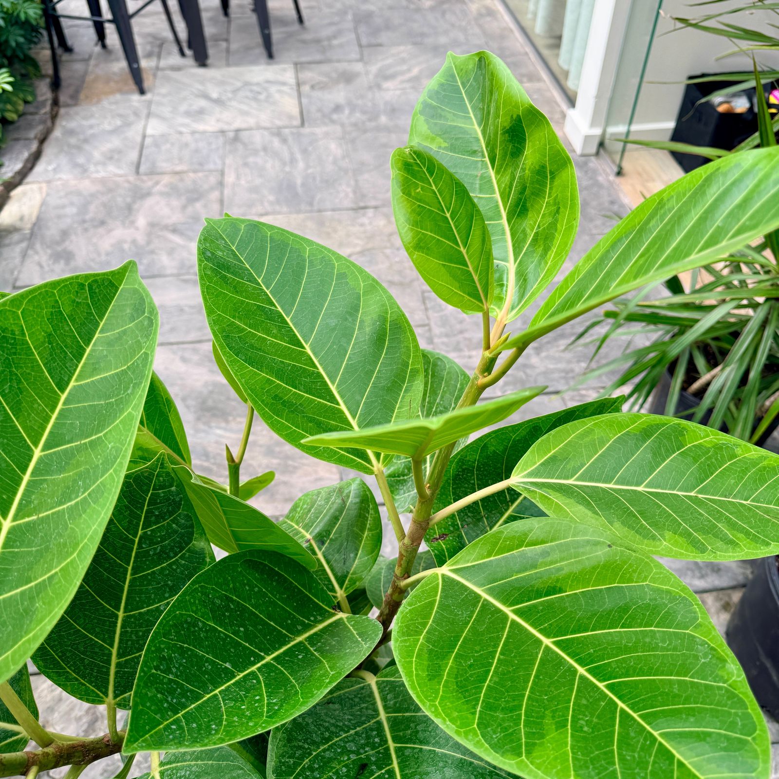 Ficus altissima 'Yellow Gem' (Golden Rubber Plant 'Yellow Gem') - 10" Pot - Std
