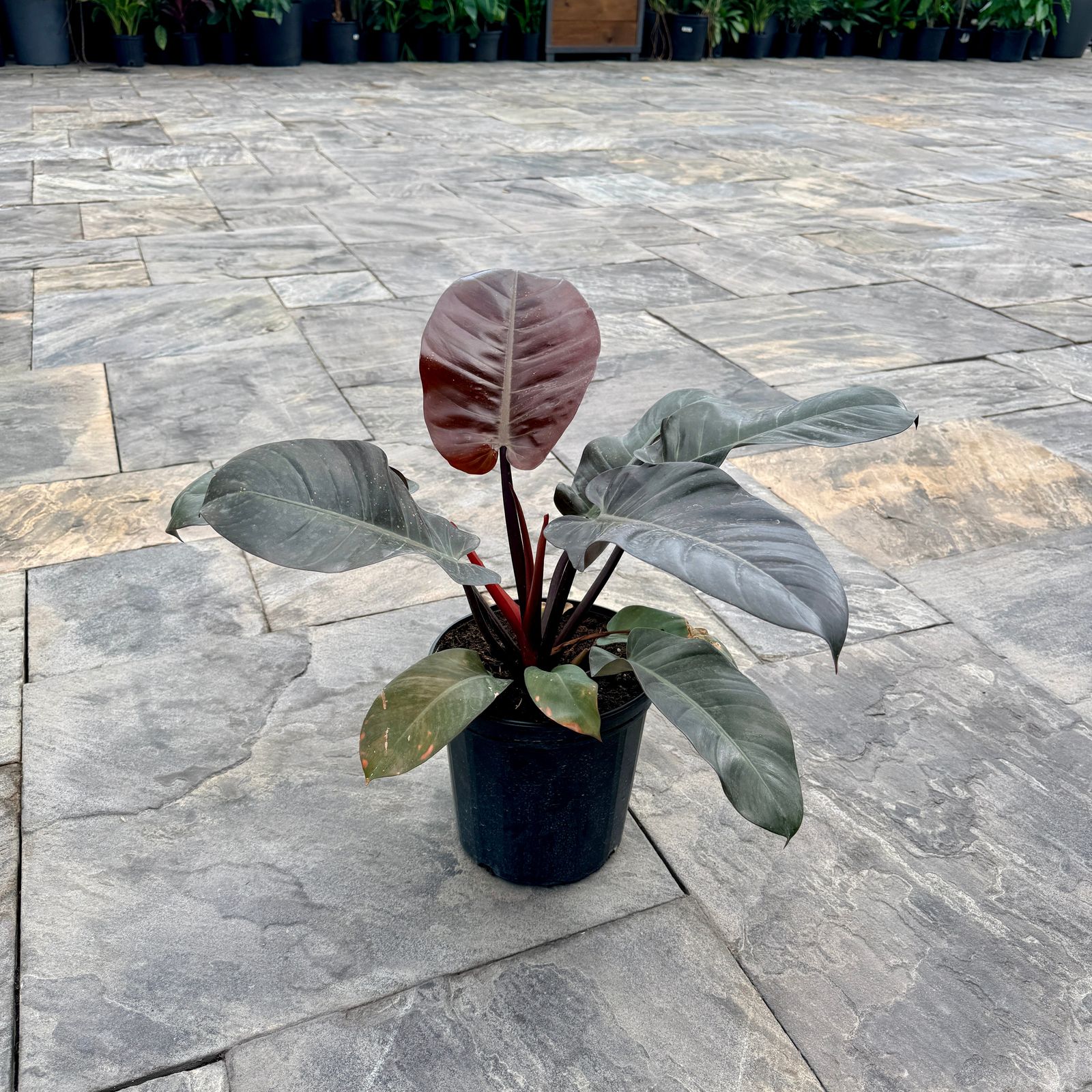 Philodendron erubescens 'Black Cardinal' (Philodendron 'Black Cardinal') - 10" Pot