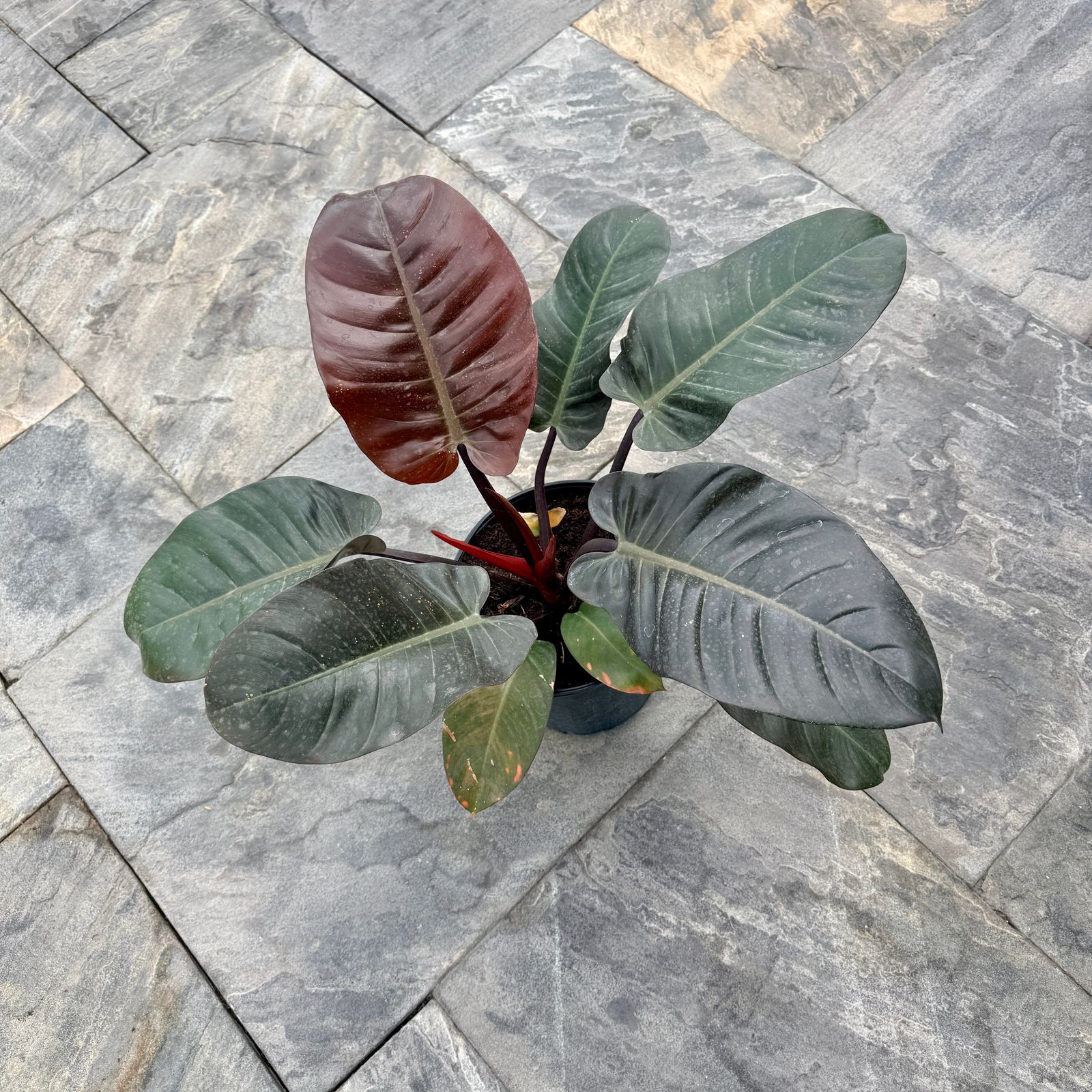 Philodendron erubescens 'Black Cardinal' (Philodendron 'Black Cardinal') - 10" Pot