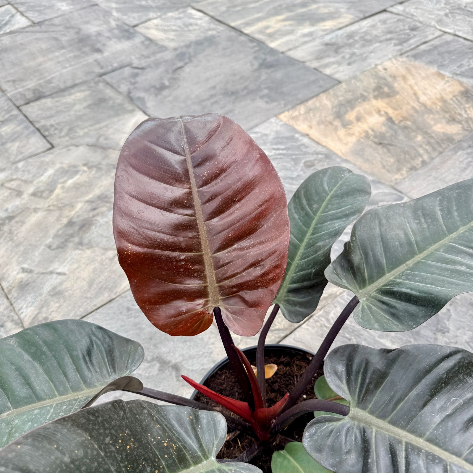 Philodendron erubescens 'Black Cardinal' (Philodendron 'Black Cardinal') - 10" Pot