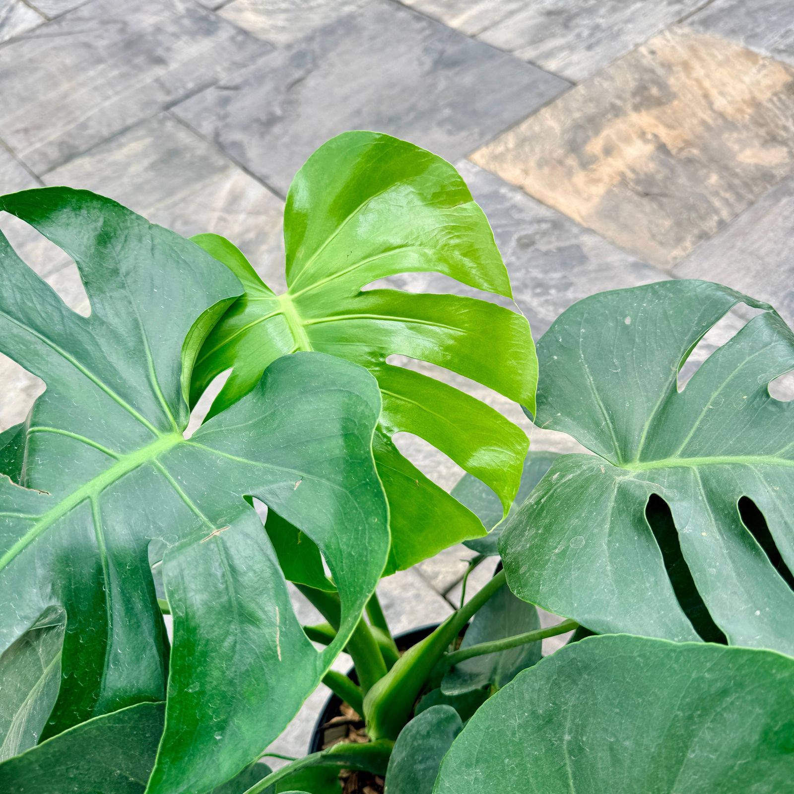Monstera deliciosa (Swiss Cheese Plant) - 10" Pot - Bush