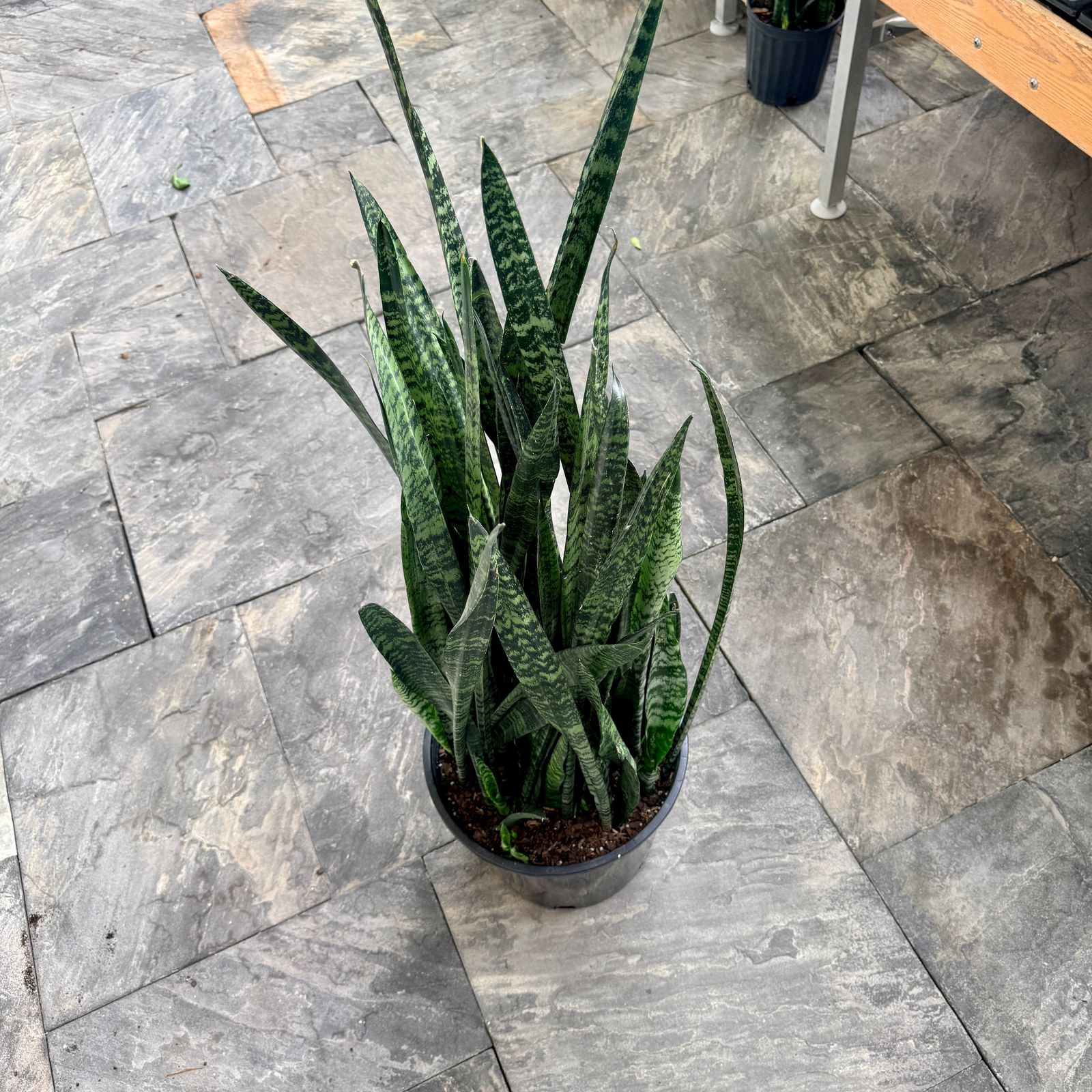 Snake Plant 'Wintergreen' (Sansevieria 'Wintergreen') - 14" Pot