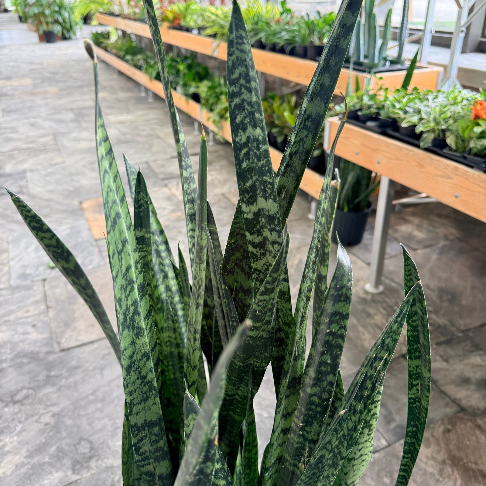 Snake Plant 'Wintergreen' (Sansevieria 'Wintergreen') - 14" Pot
