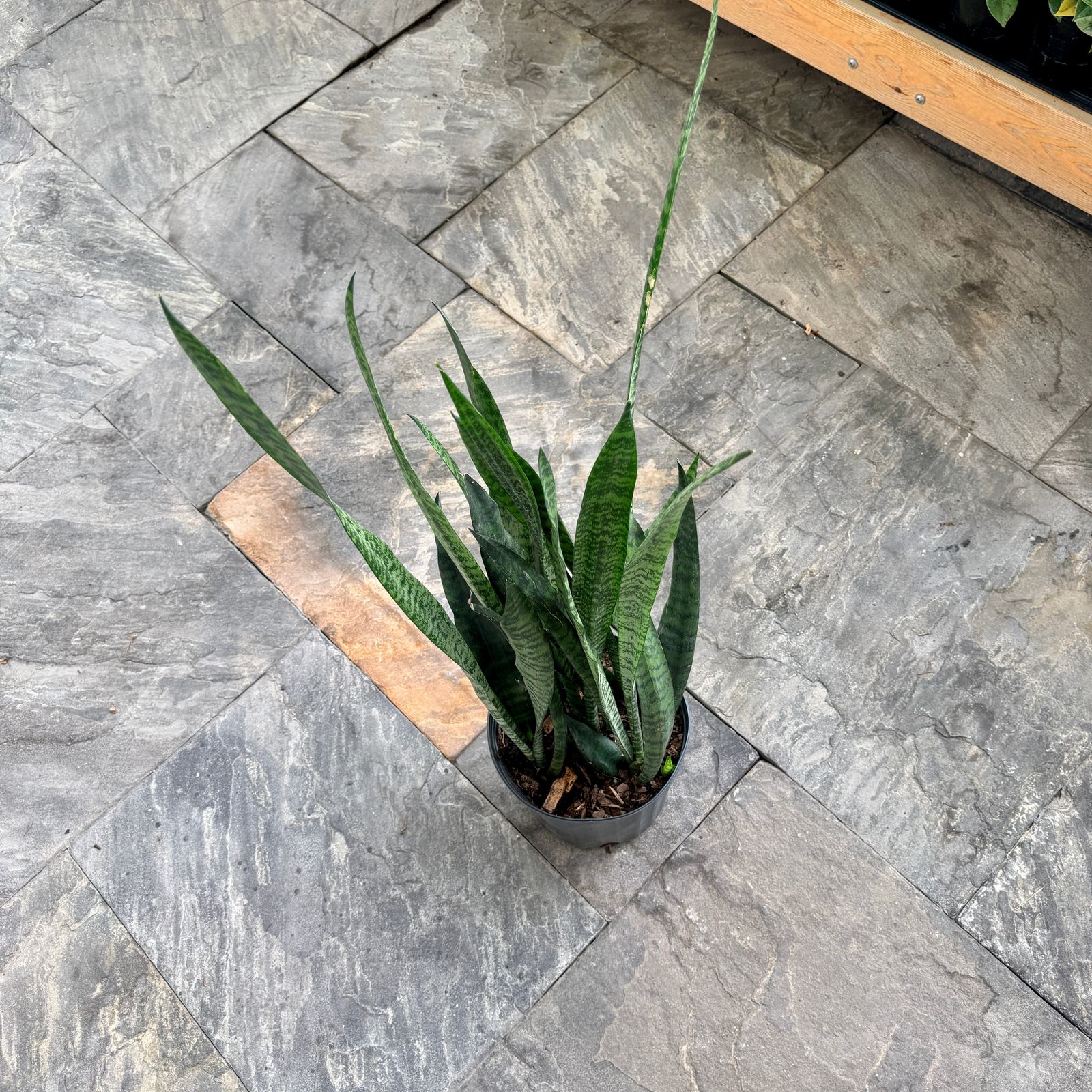 Snake Plant 'Wintergreen' (Sansevieria 'Wintergreen') - 10" Pot