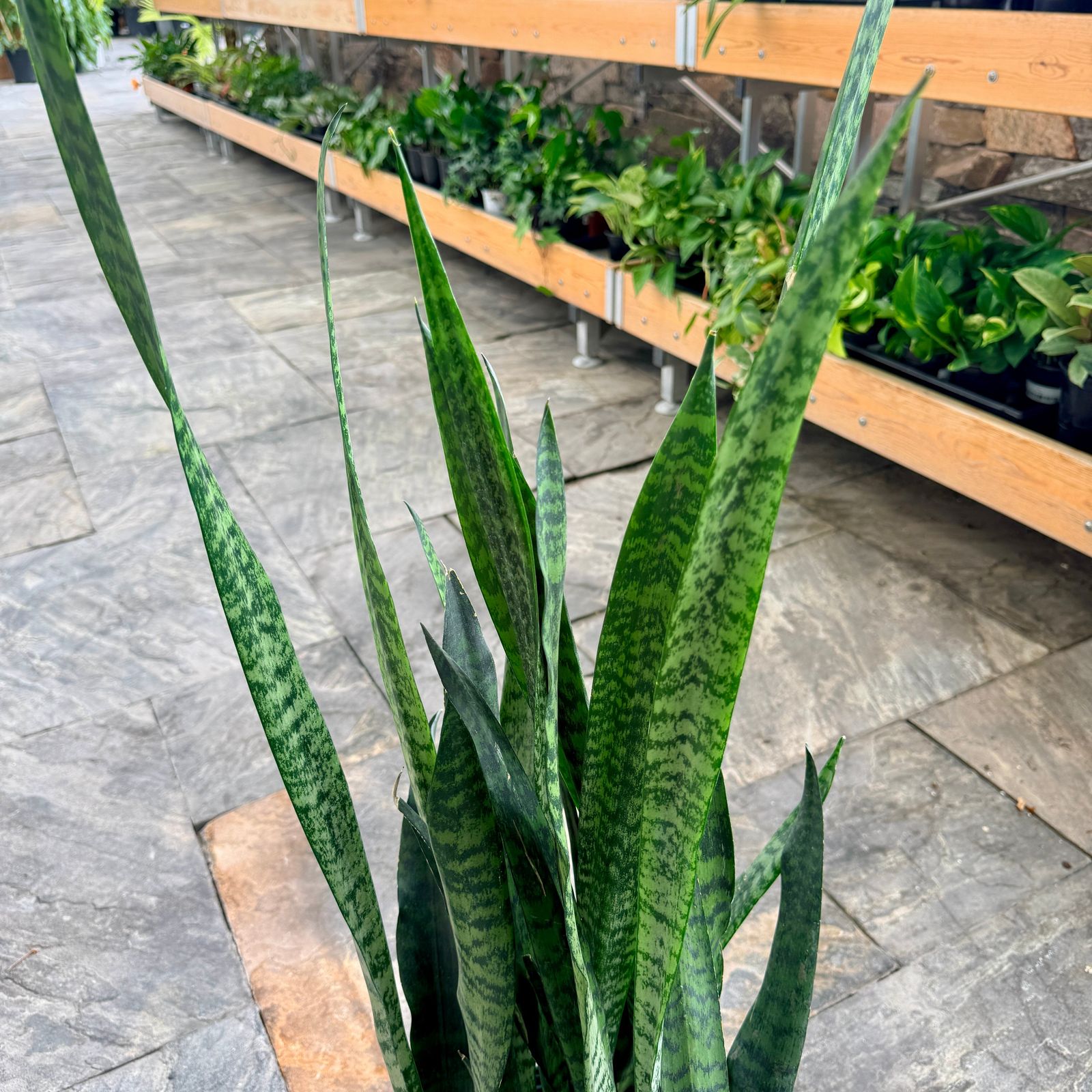 Snake Plant 'Wintergreen' (Sansevieria 'Wintergreen') - 10" Pot