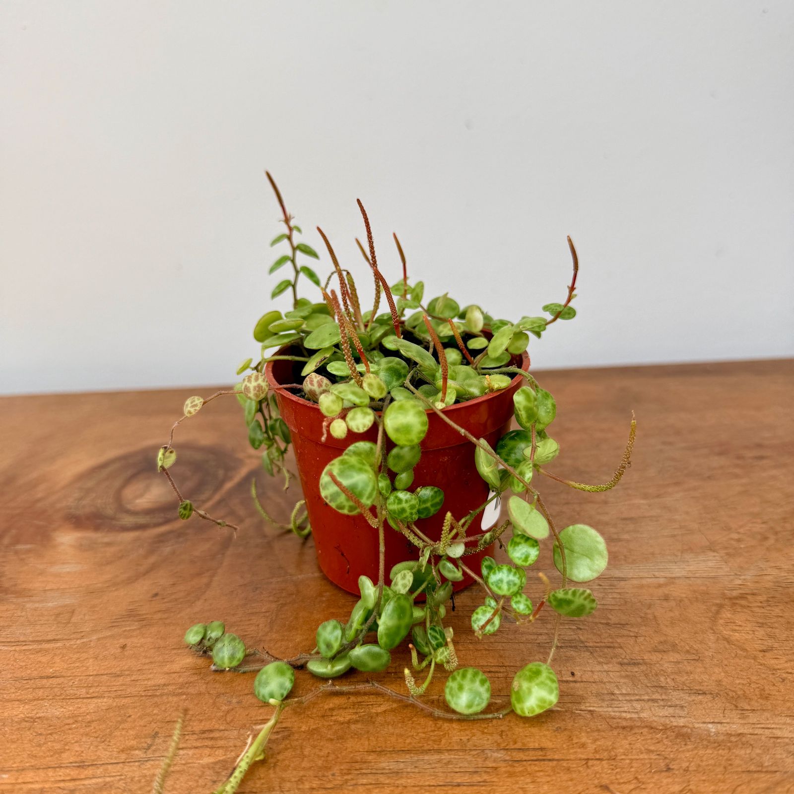 String of Turtles (Peperomia prostrata) - 2.5" Pot