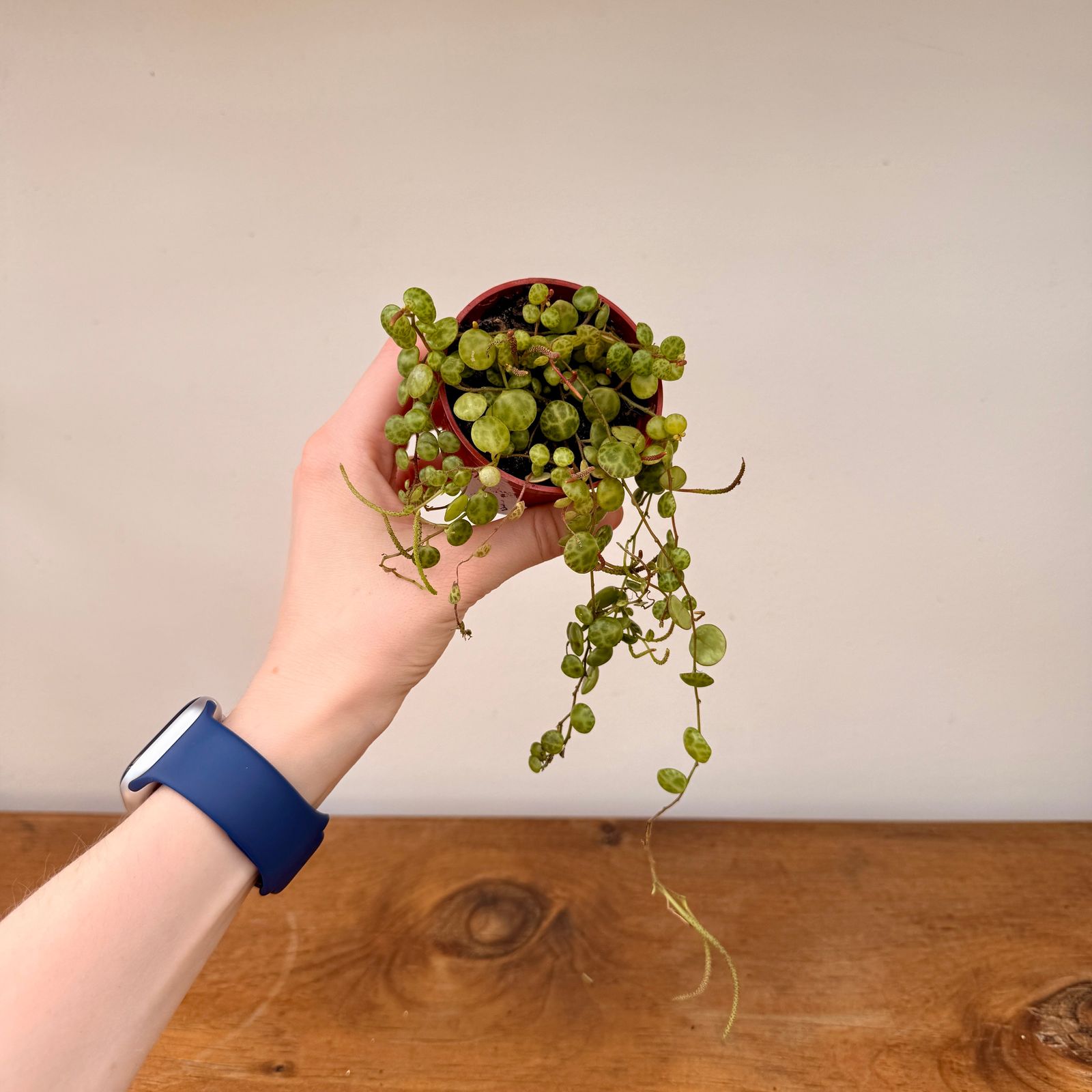 String of Turtles (Peperomia prostrata) - 2.5" Pot