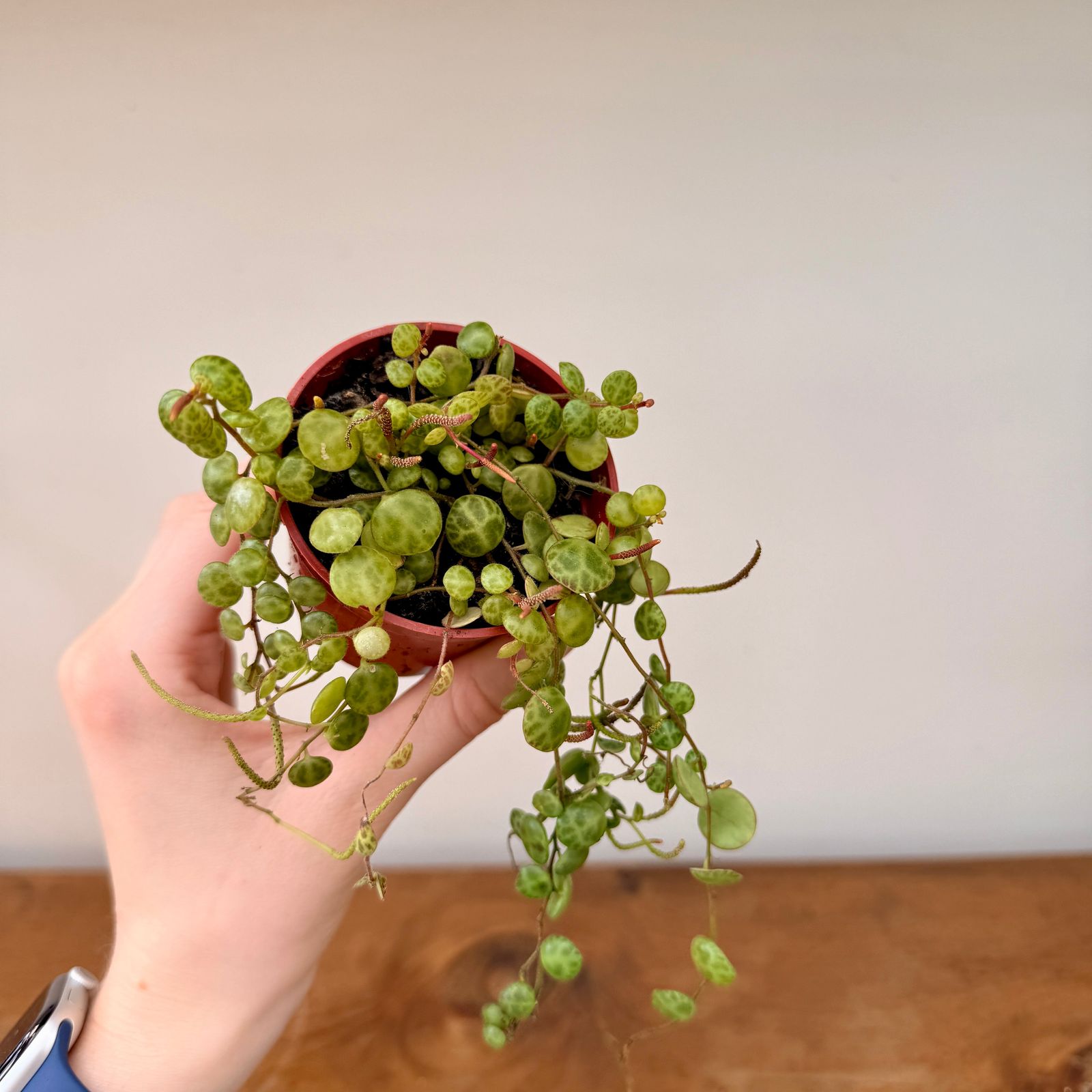 String of Turtles (Peperomia prostrata) - 2.5" Pot