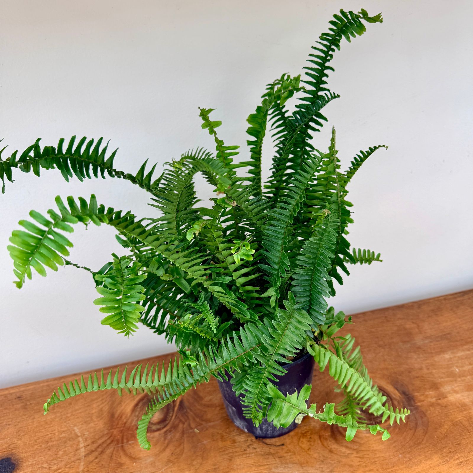 Kimberly Queen Fern (Nephrolepis obliterata) - 6" Pot