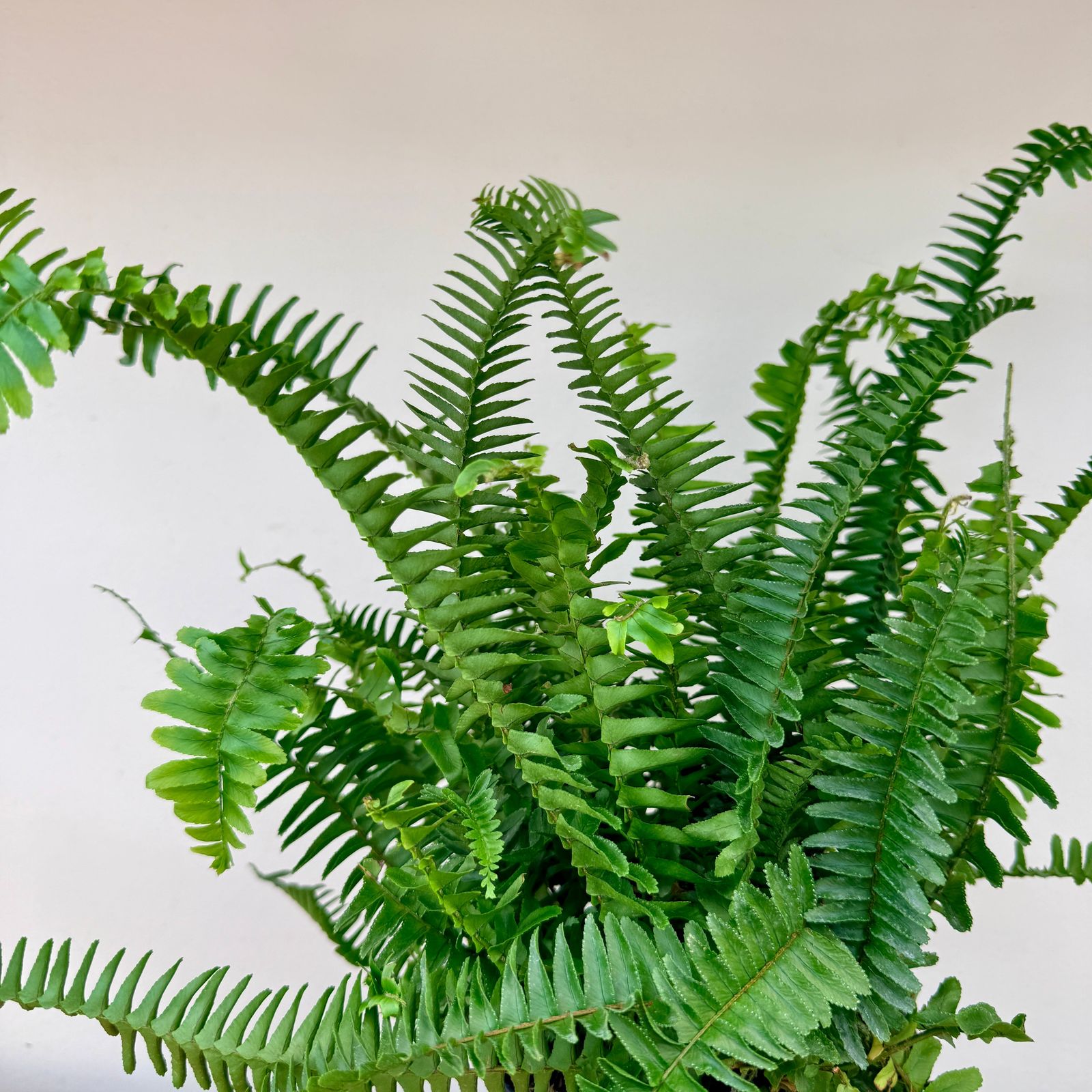 Kimberly Queen Fern (Nephrolepis obliterata) - 6" Pot