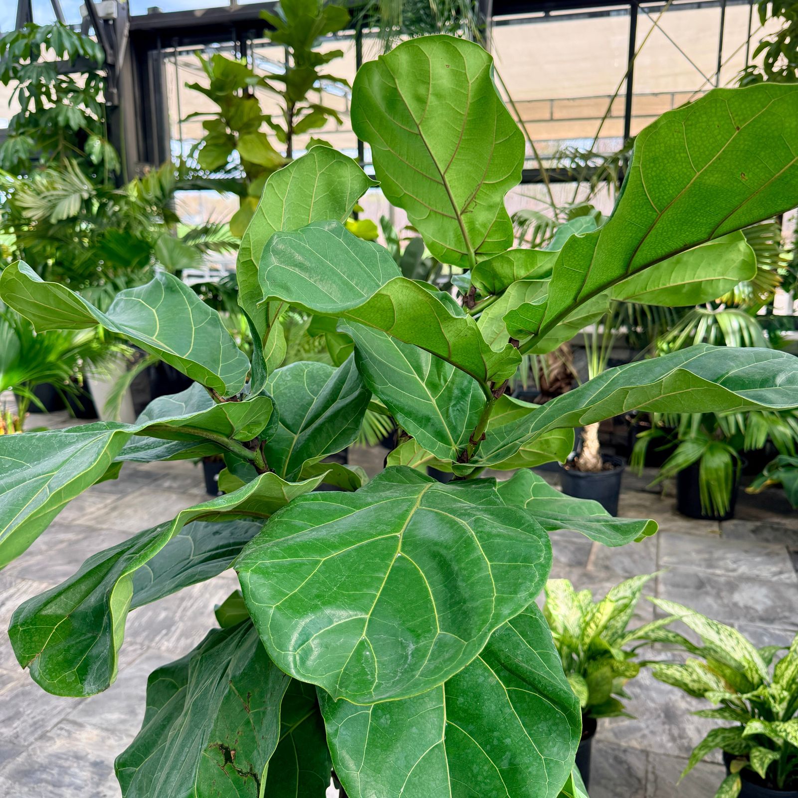 Ficus pandurata lyrata (Pandurata Fig) - 12" Pot - Std