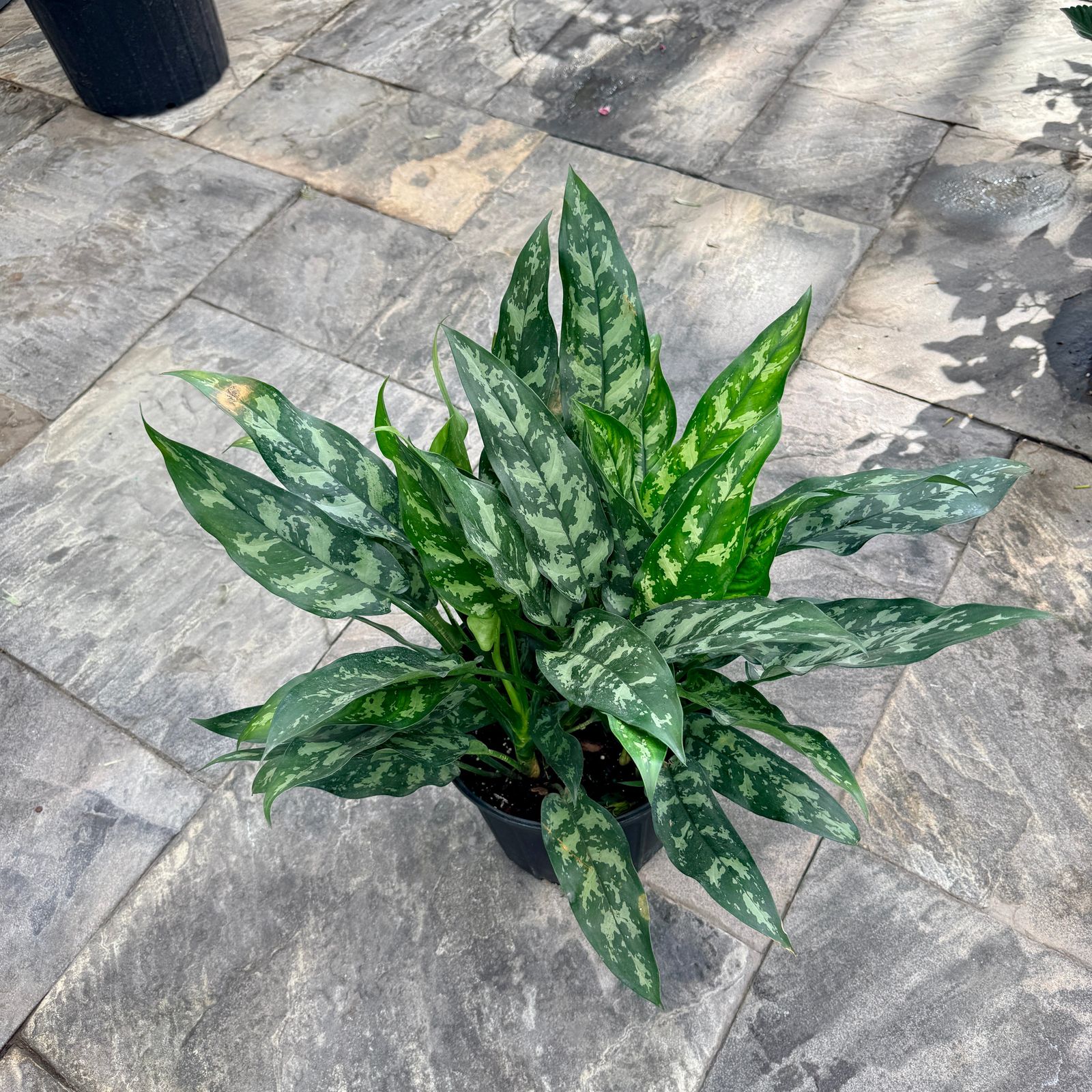 Chinese Evergreen 'Maria Emerald Beauty (Aglaonema commutatum 'Maria Emerald Beauty') - 10" Pot