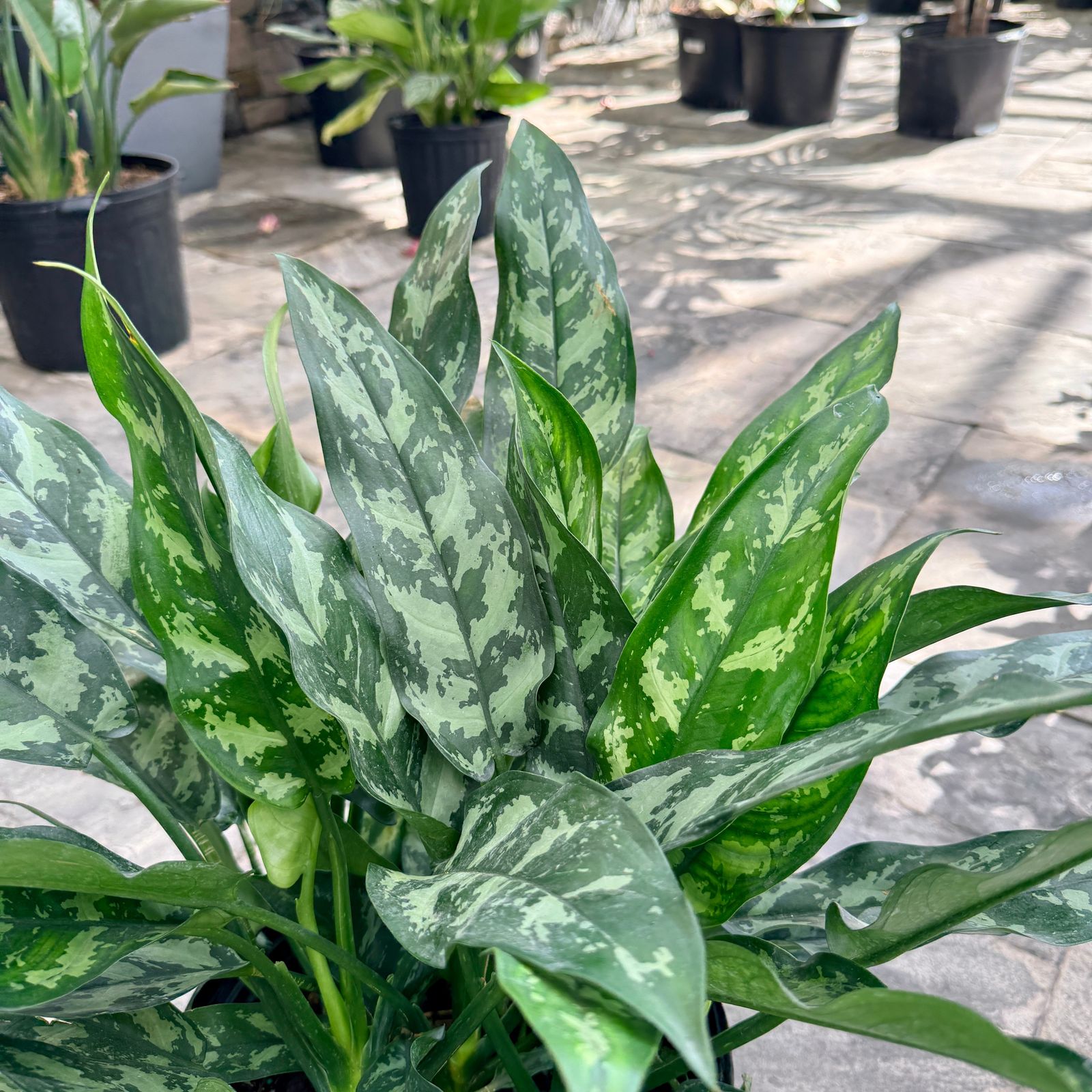 Chinese Evergreen 'Maria Emerald Beauty (Aglaonema commutatum 'Maria Emerald Beauty') - 10" Pot