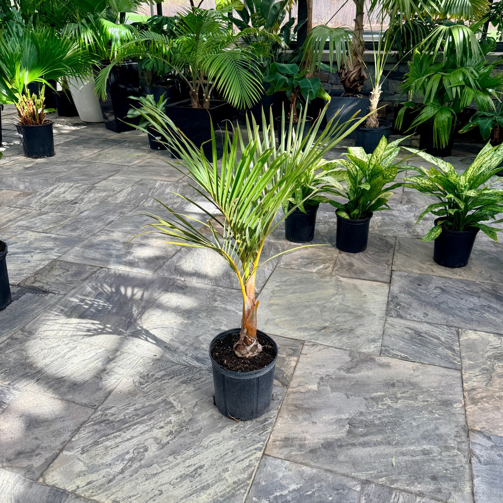 Spindle Palm (Hyophorbe verschaffeltii) - 10" Pot