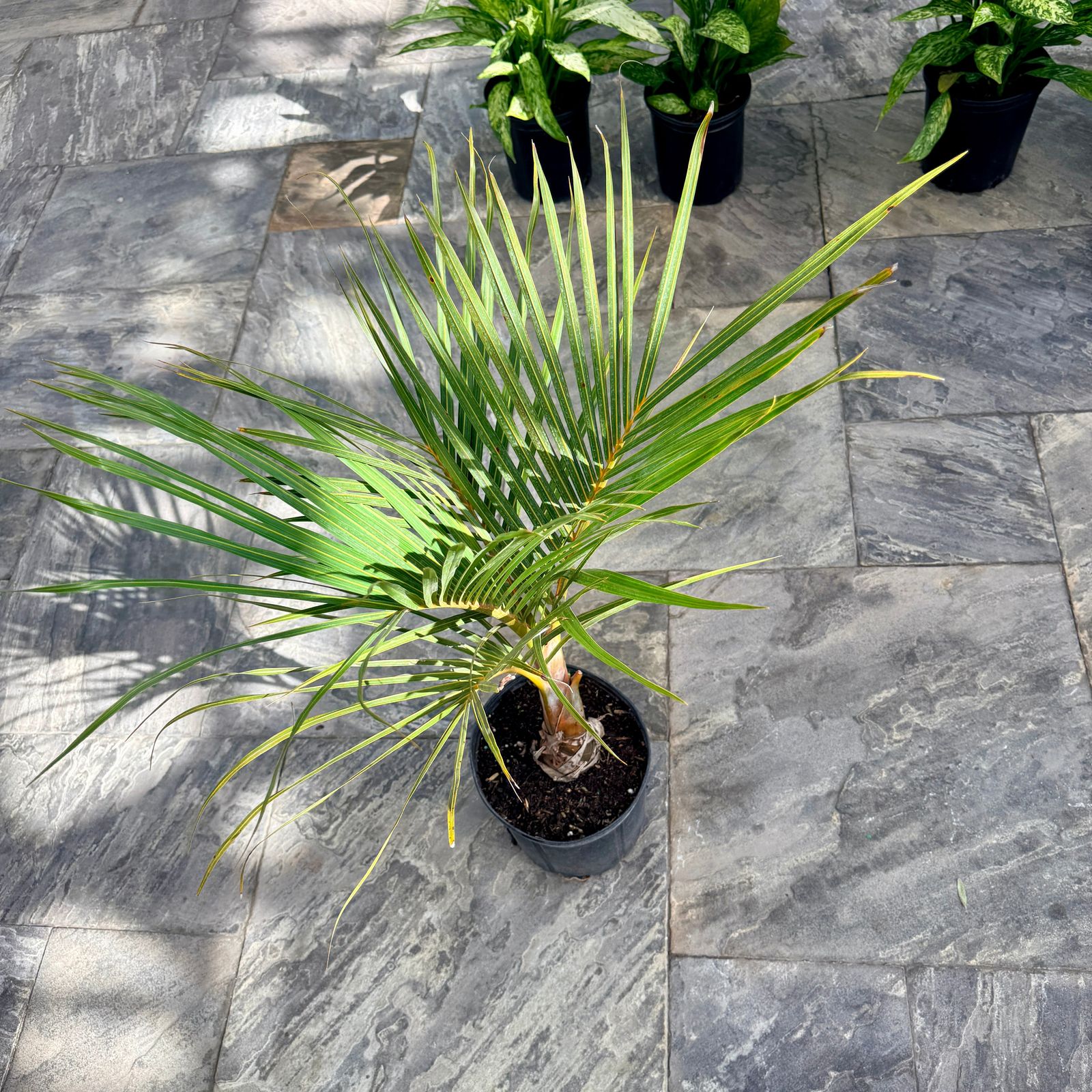 Spindle Palm (Hyophorbe verschaffeltii) - 10" Pot