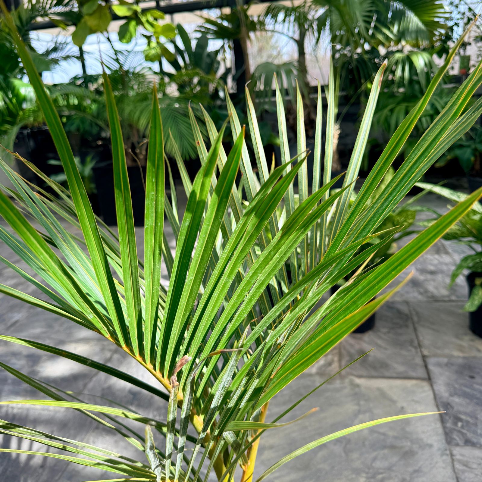 Spindle Palm (Hyophorbe verschaffeltii) - 10" Pot
