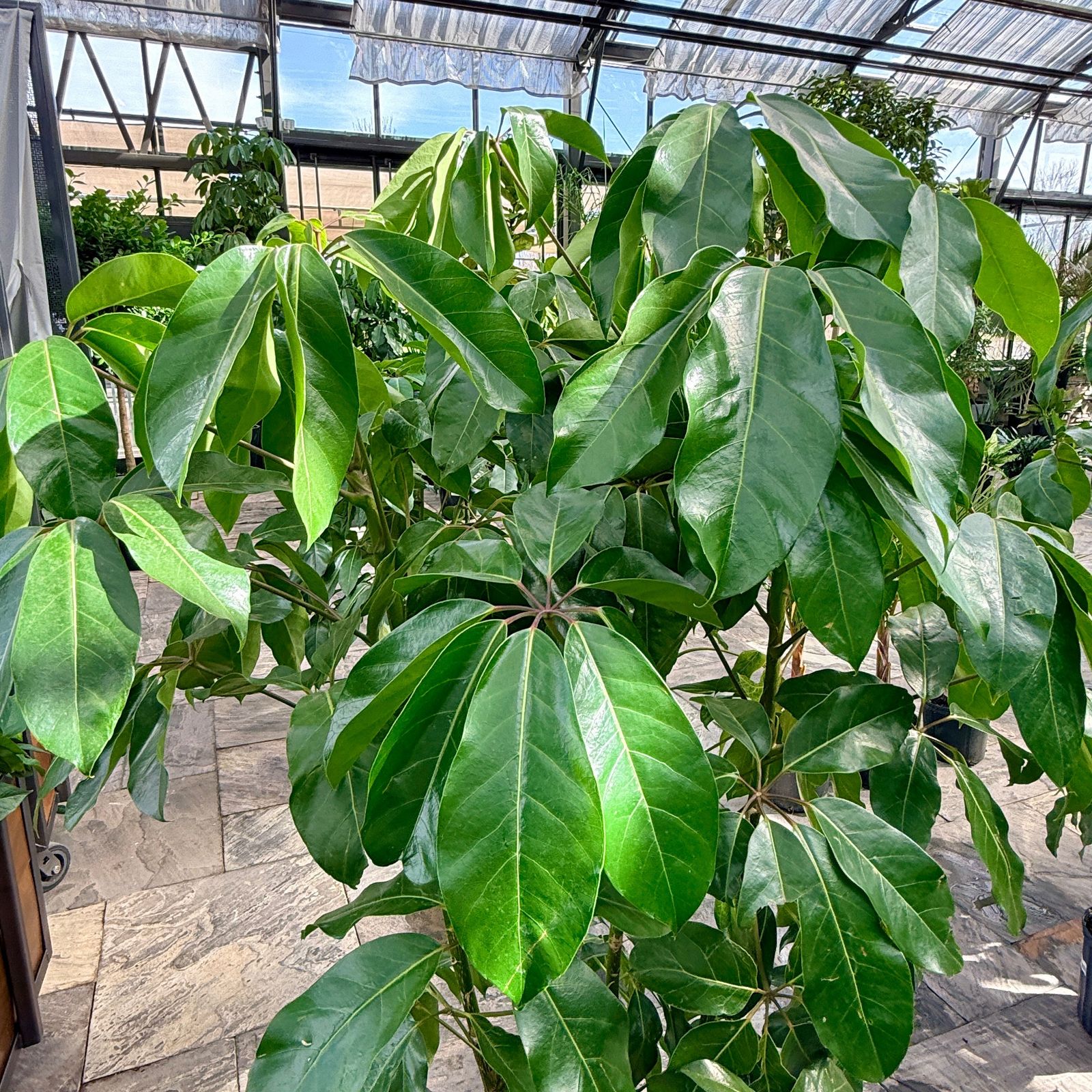 Schefflera actinophylla 'Amate' (Umbrella Tree 'Amate') - 14" Pot - Bush