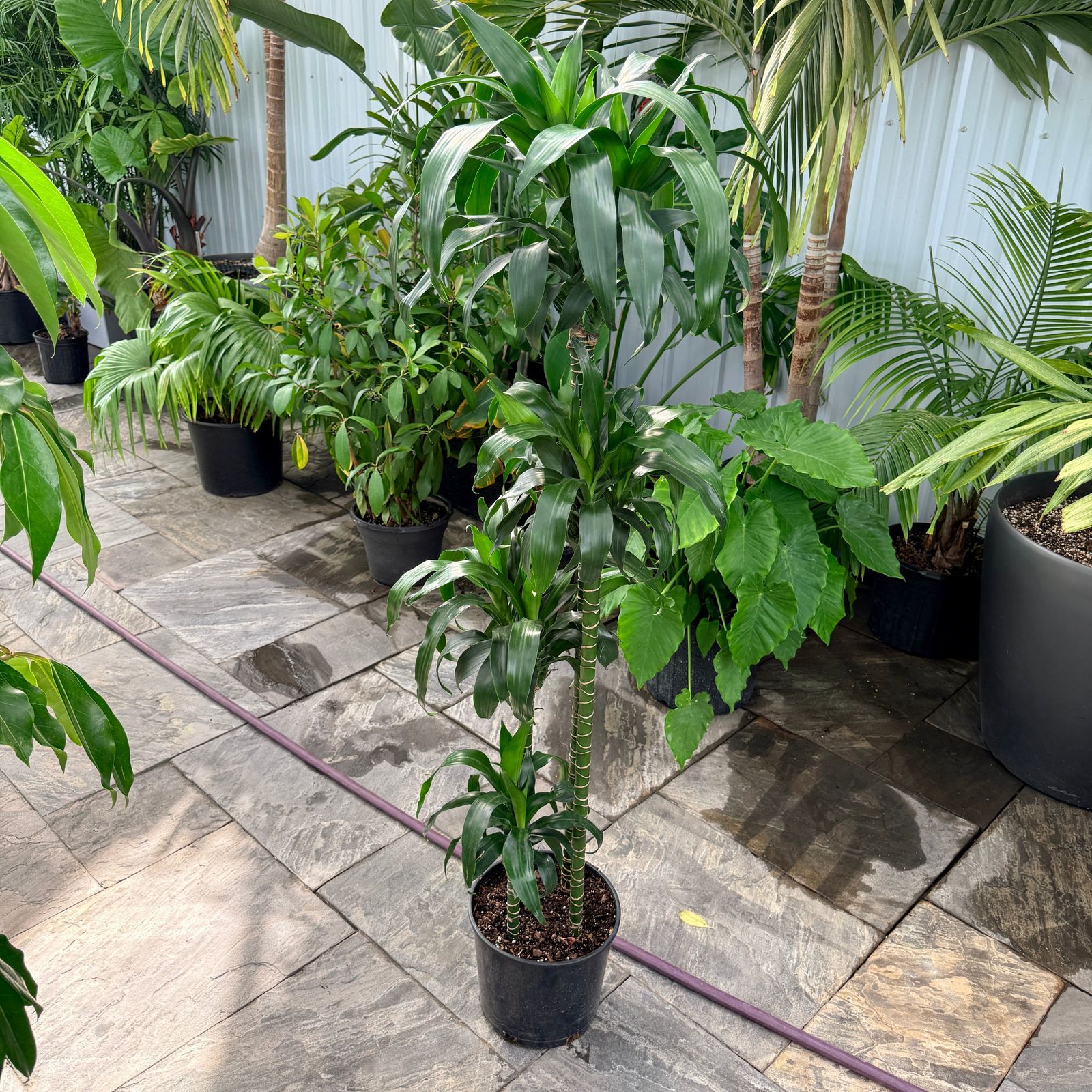 Dracaena 'Lisa' (Dracaena fragrans 'Lisa') - 10" Pot