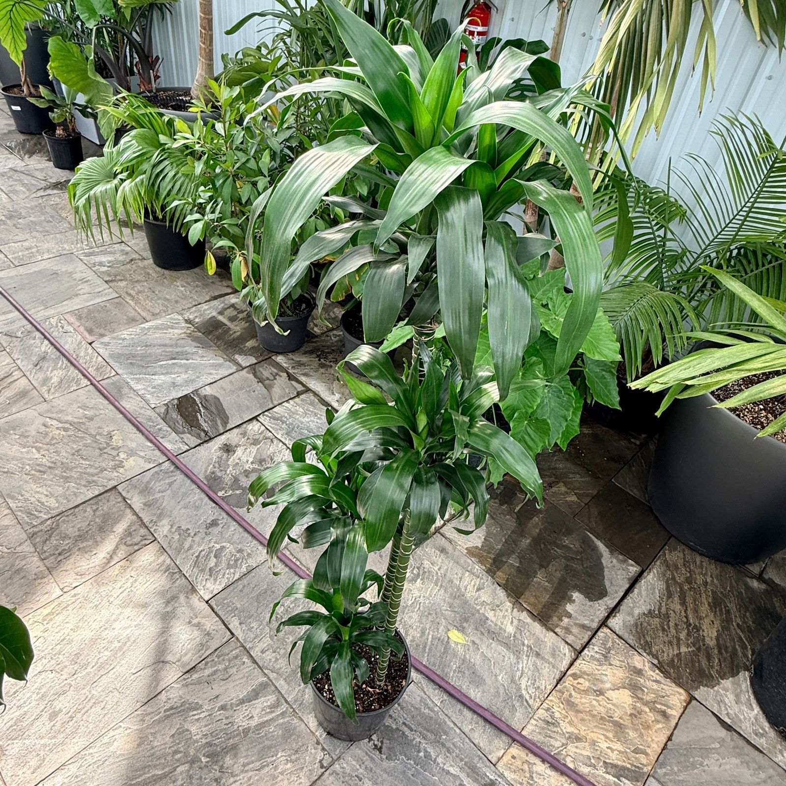 Dracaena 'Lisa' (Dracaena fragrans 'Lisa') - 10" Pot