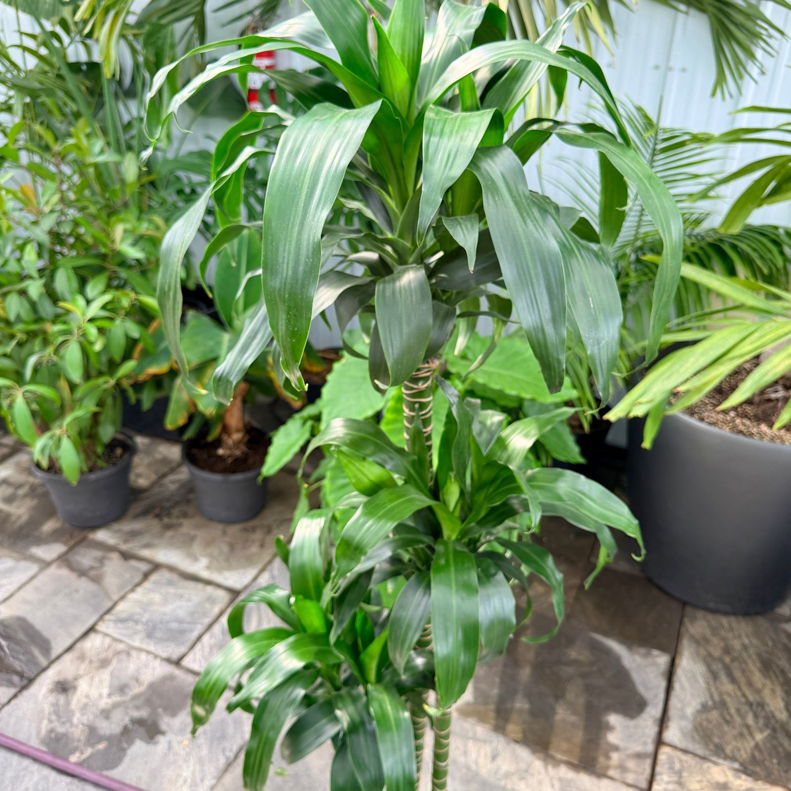 Dracaena 'Lisa' (Dracaena fragrans 'Lisa') - 10" Pot