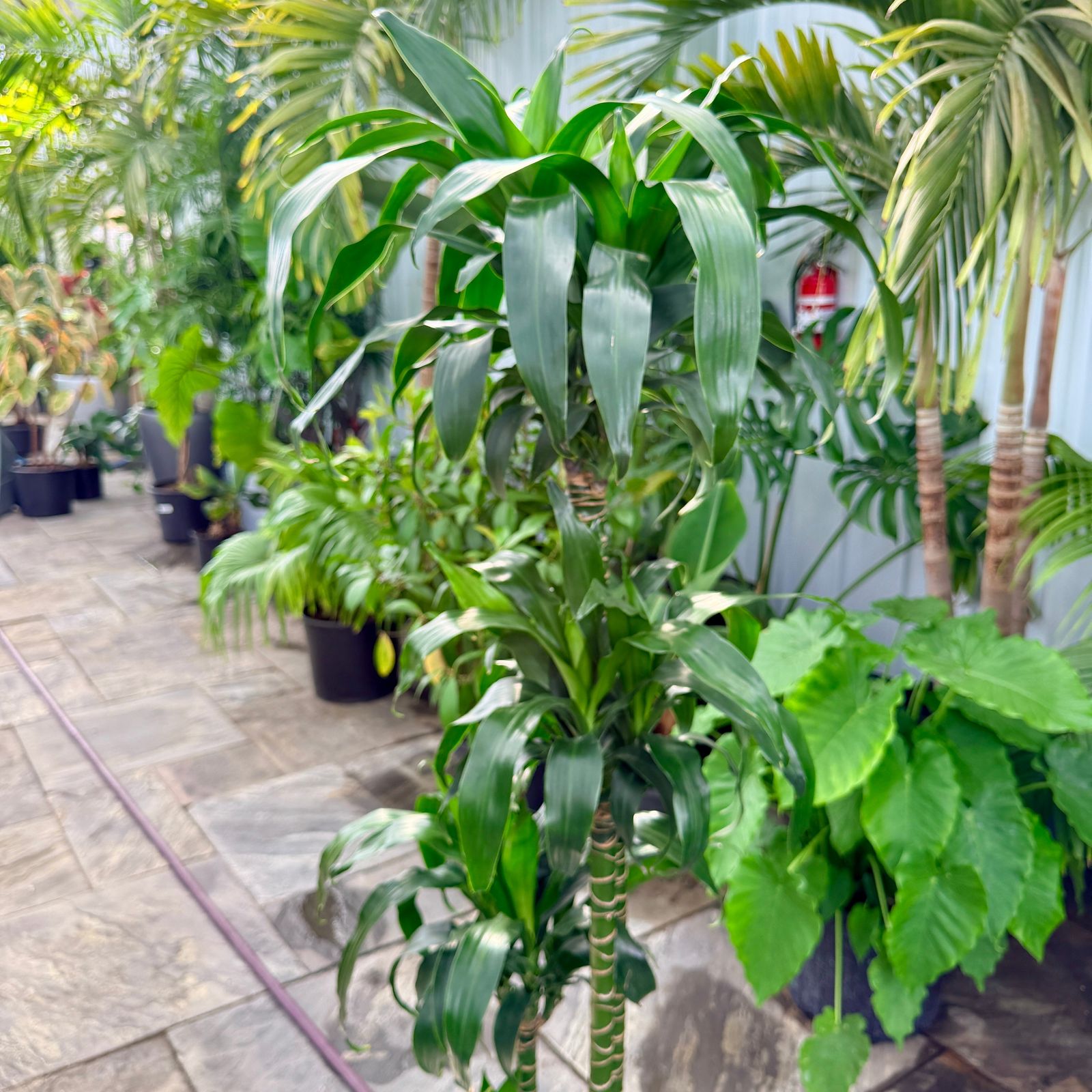 Dracaena 'Lisa' (Dracaena fragrans 'Lisa') - 10" Pot