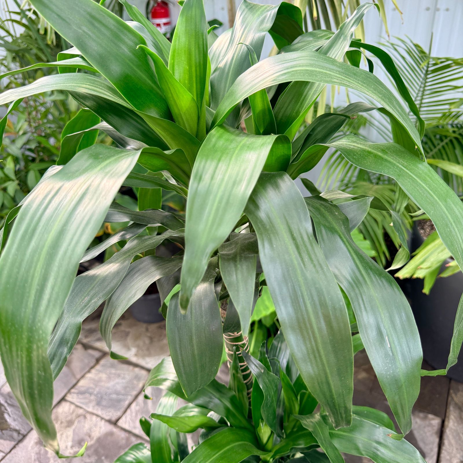 Dracaena 'Lisa' (Dracaena fragrans 'Lisa') - 10" Pot