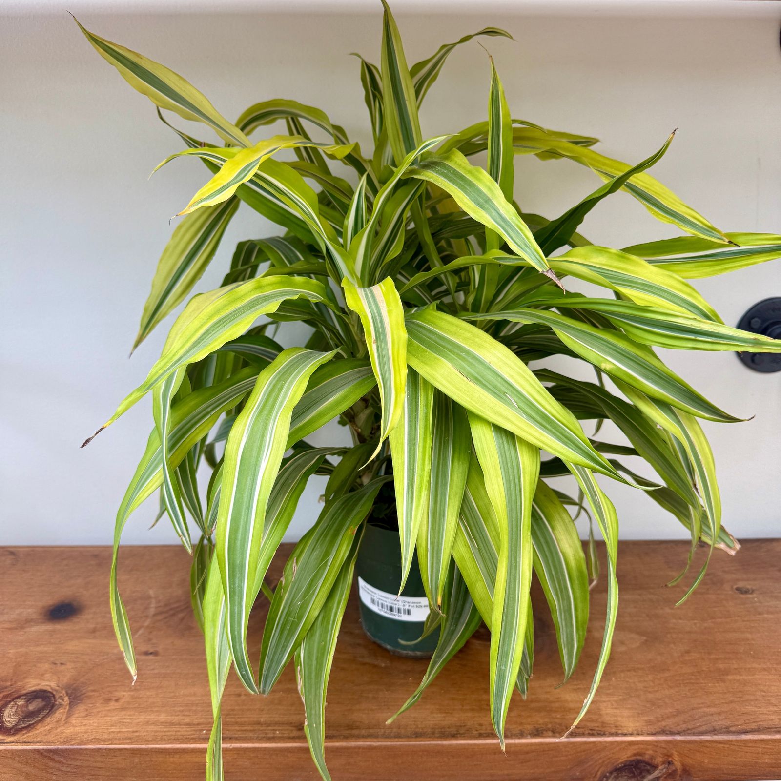 Dracaena 'Lemon Lime' (Dracaena deremensis 'Lemon Lime') - 6" Pot