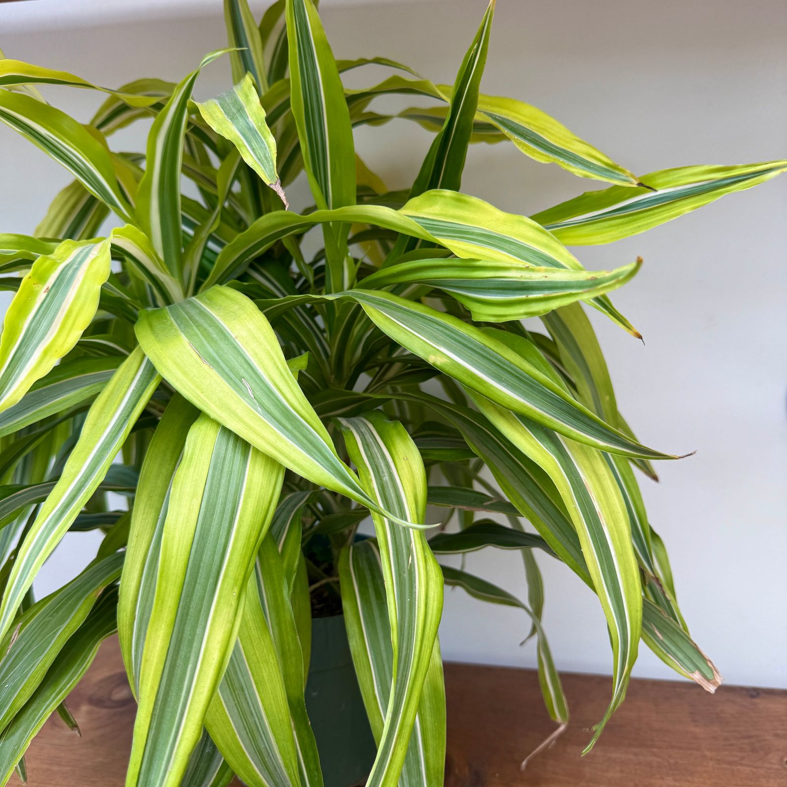 Dracaena 'Lemon Lime' (Dracaena deremensis 'Lemon Lime') - 6" Pot