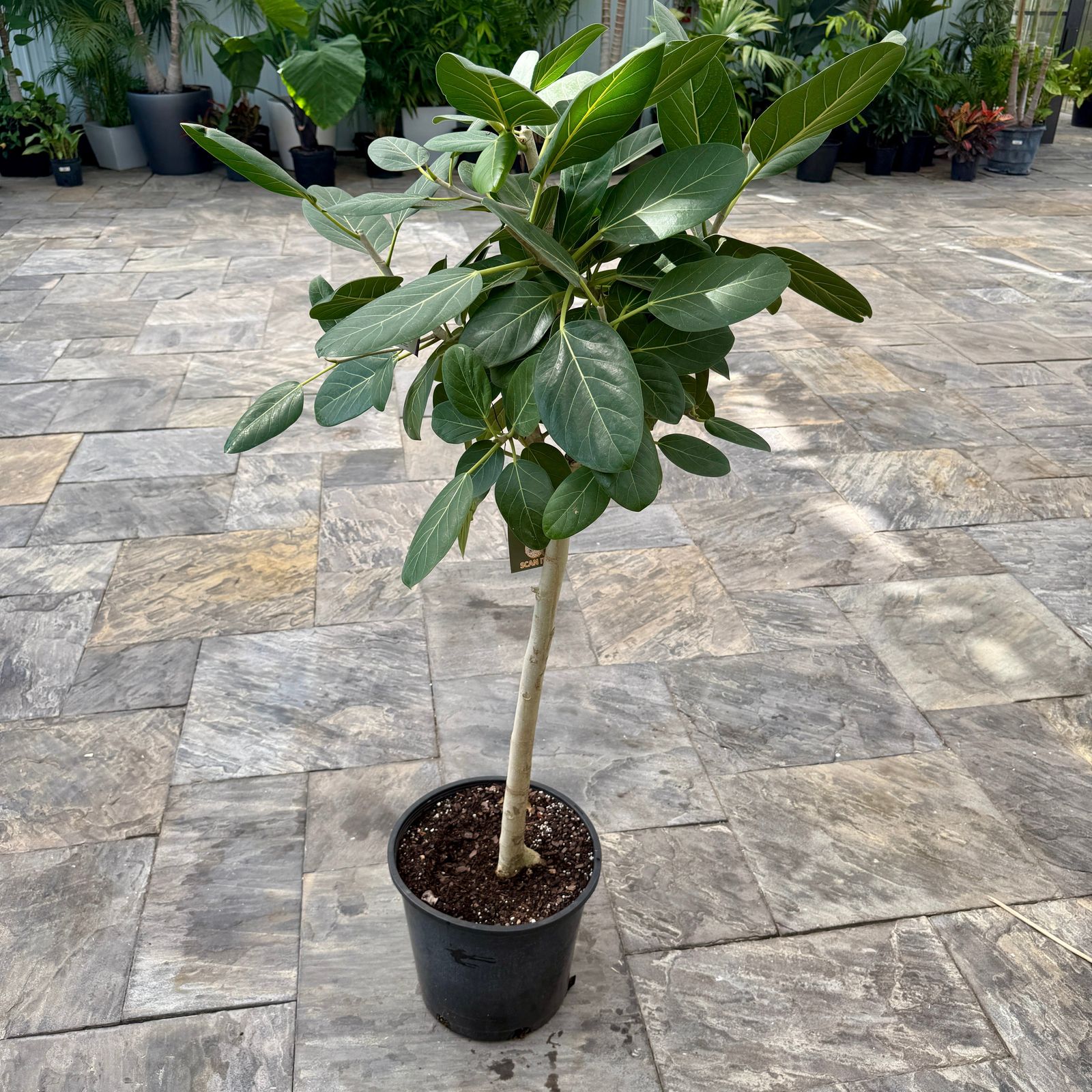 Ficus Audrey (Ficus benghalensis) - 14" Pot - Bush