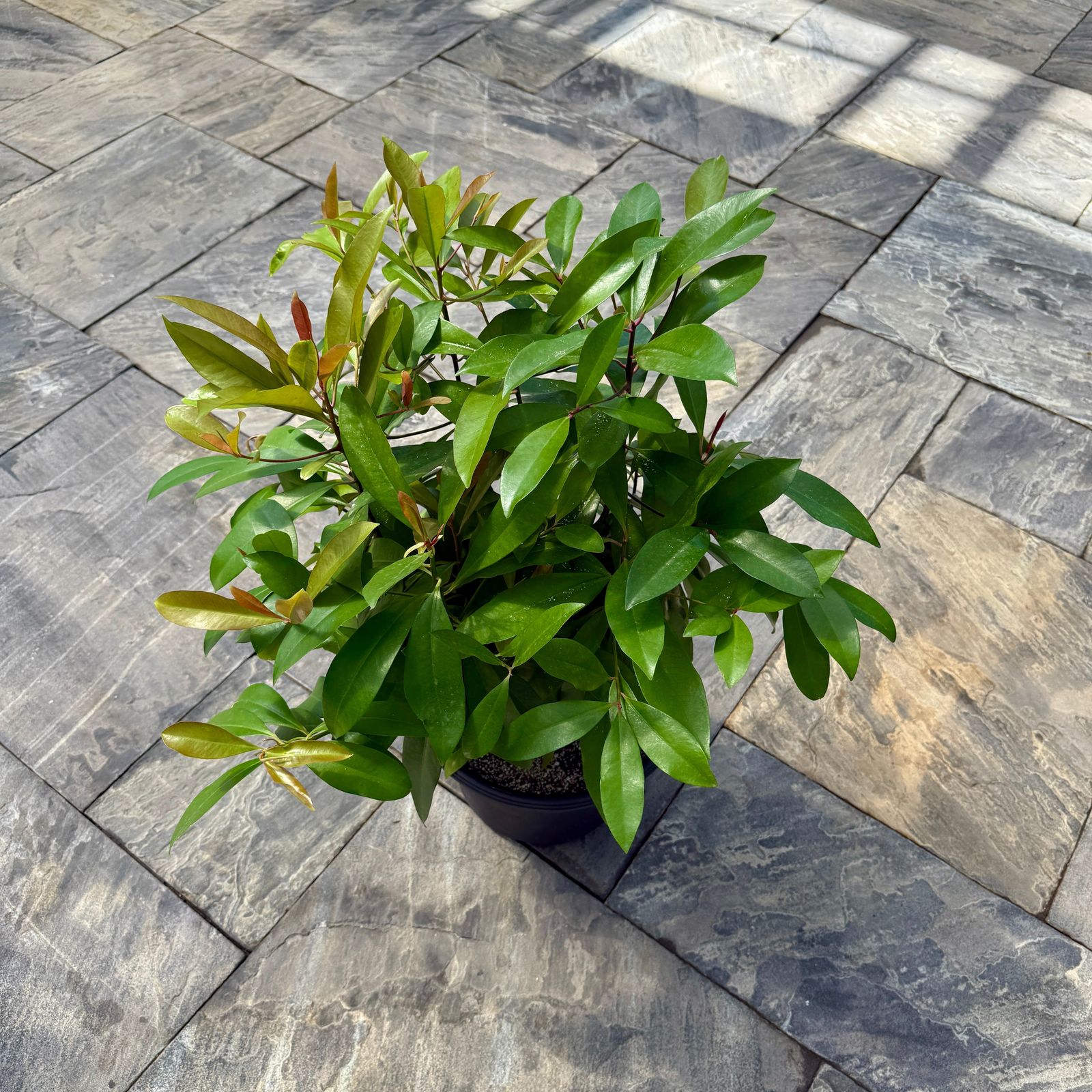 Shoebutton Plant (Ardisia humilis) - 10" Pot
