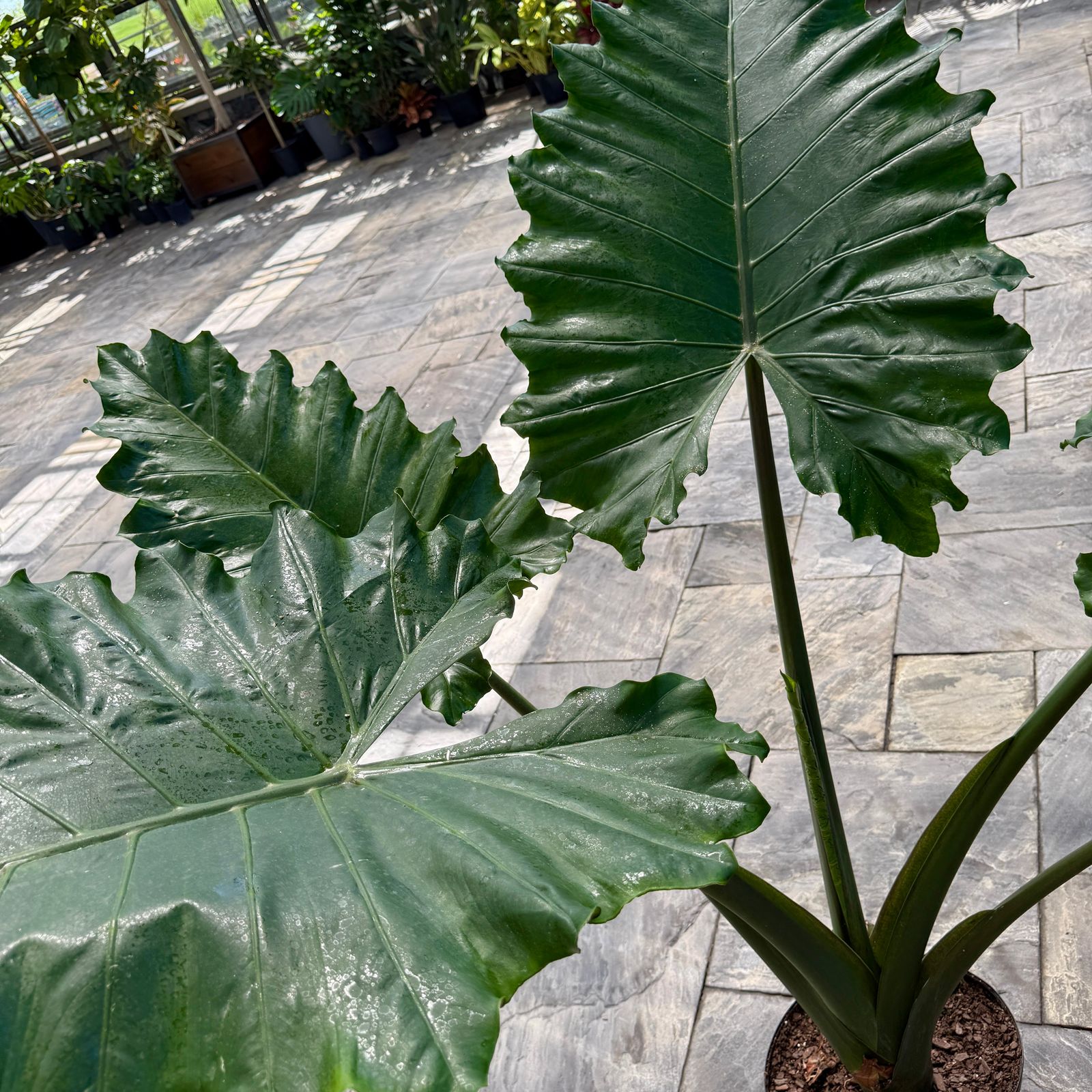 Alocasia 'Portora' (Alocasia sp. 'Portora') - 14" Pot