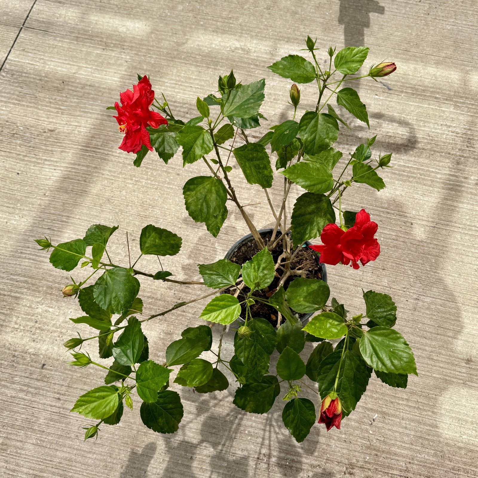 Hibiscus (Hibiscus sp.) - 10" Pot