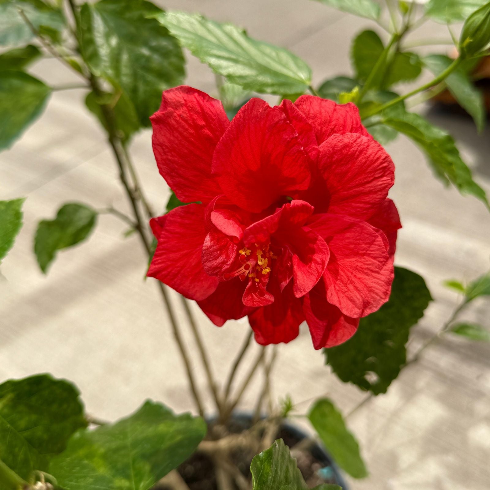 Hibiscus (Hibiscus sp.) - 10" Pot