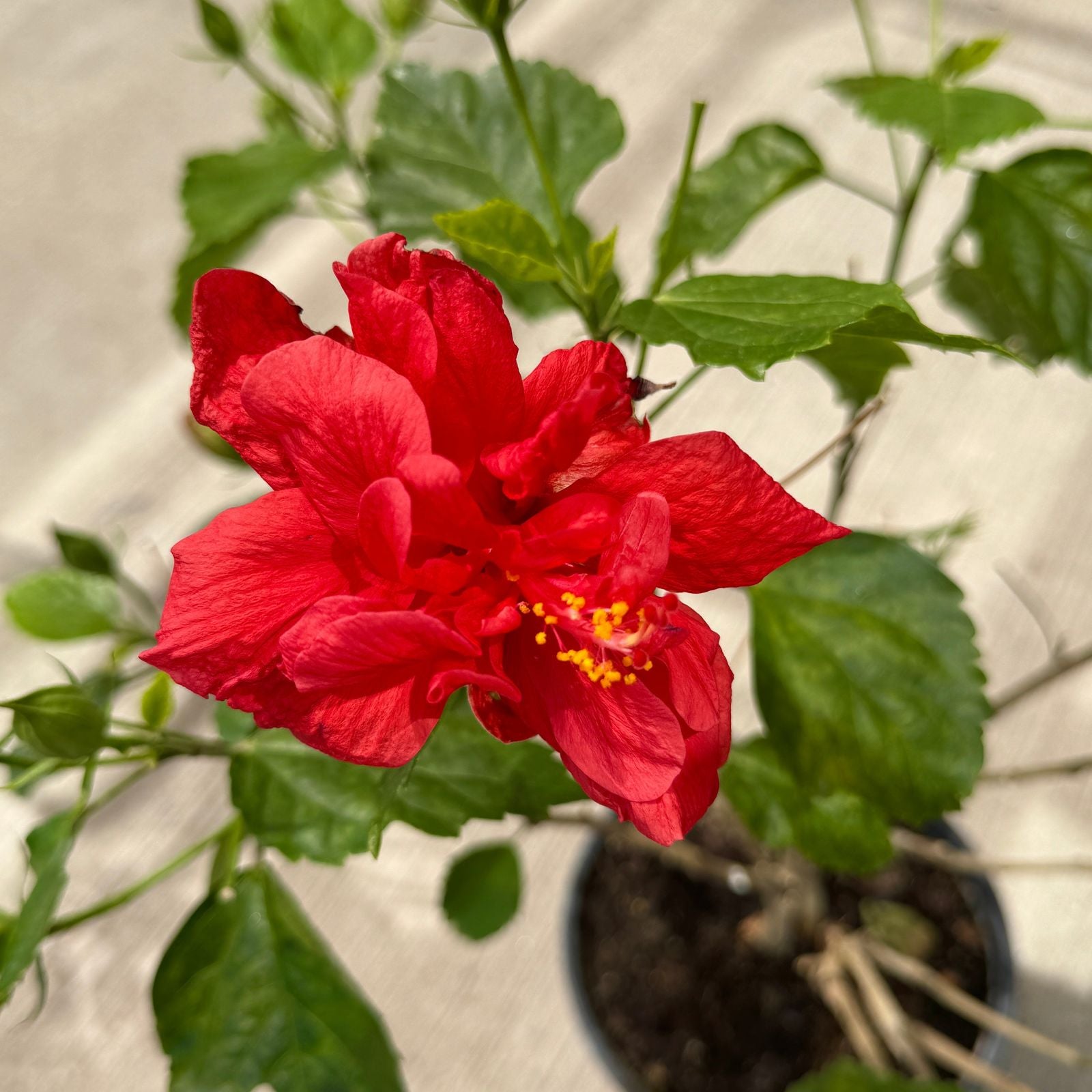 Hibiscus (Hibiscus sp.) - 10" Pot