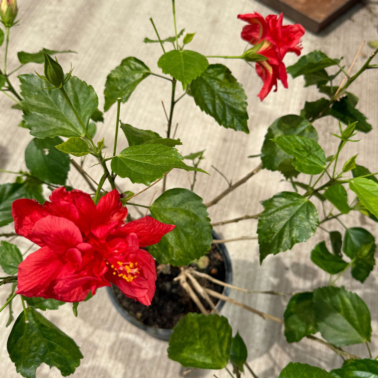 Hibiscus (Hibiscus sp.) - 10" Pot