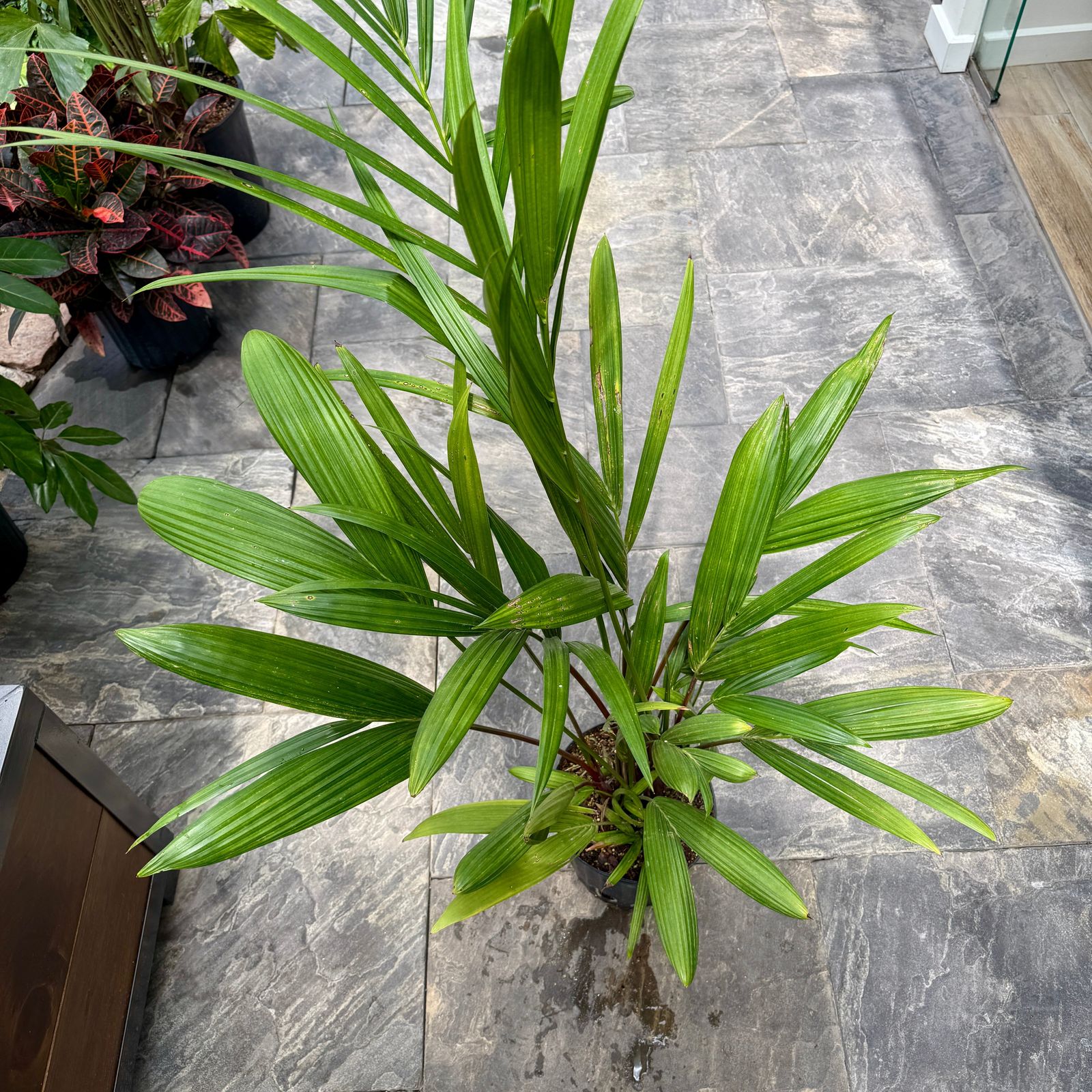 Red Sealing Wax Palm (Cyrtostachys renda) - 10" Pot