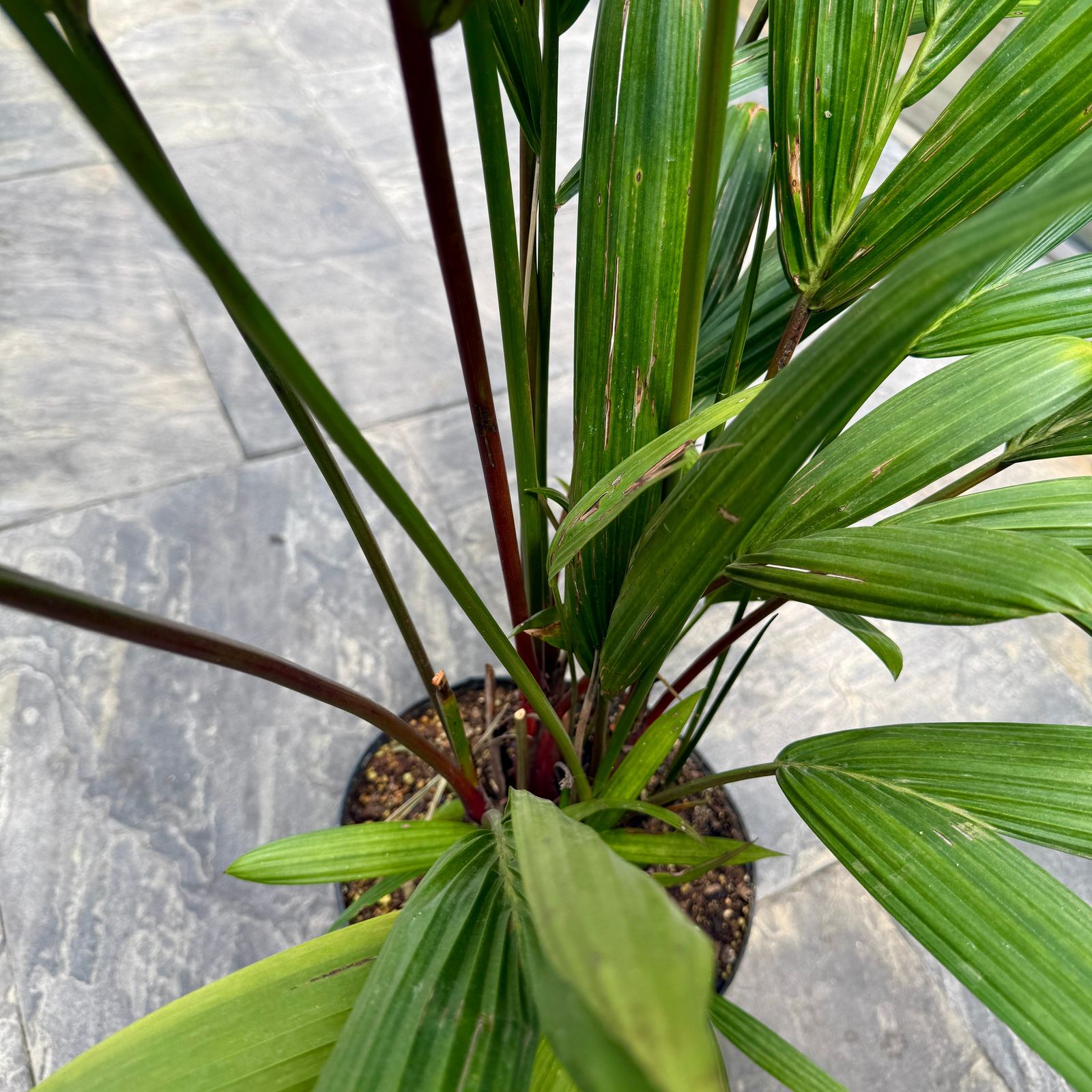 Red Sealing Wax Palm (Cyrtostachys renda) - 10" Pot