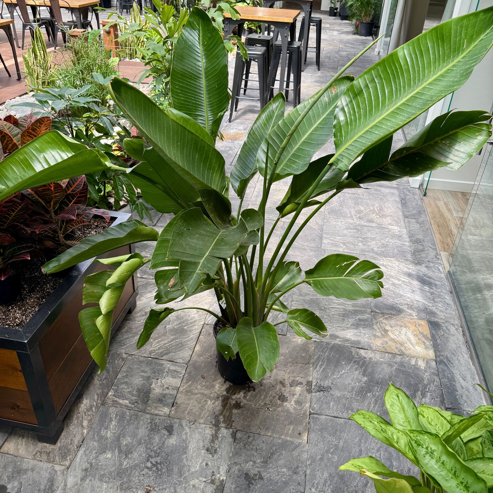 Bird of Paradise - White (Strelitzia nicolai) - 10" Pot (4'H)
