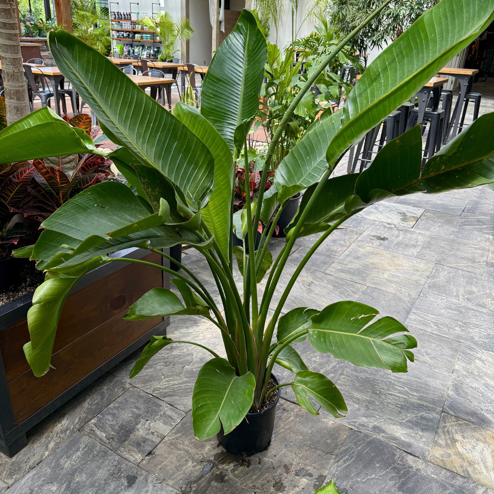Bird of Paradise - White (Strelitzia nicolai) - 10" Pot (4'H)