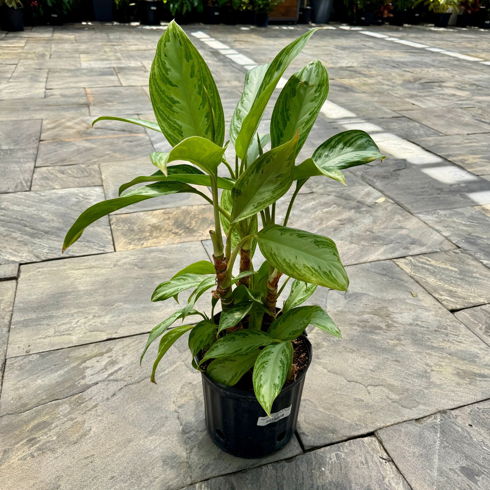 Chinese Evergreen 'Silver Bay' (Aglaonema 'Silver Bay') - 10" Pot
