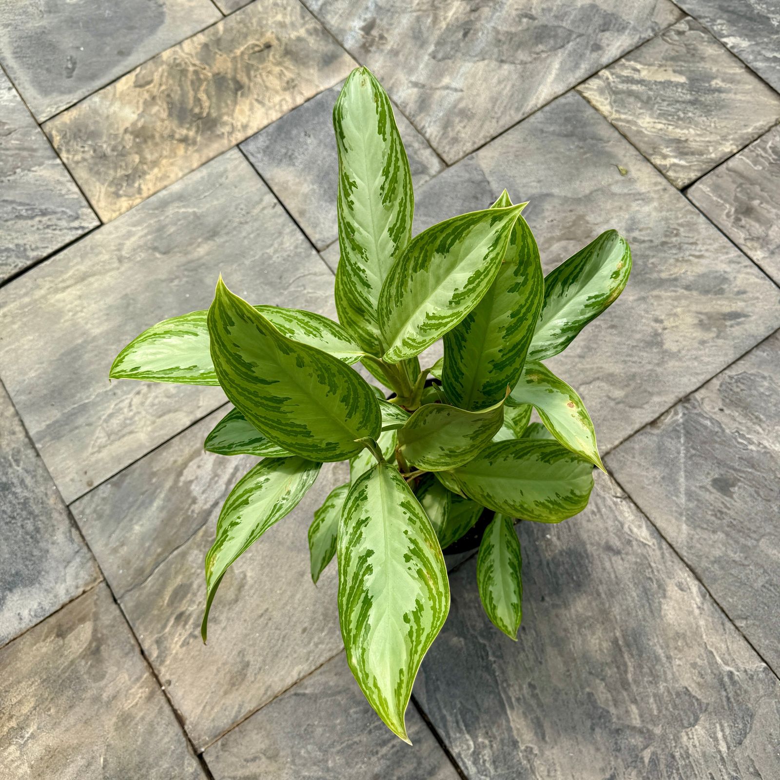 Chinese Evergreen 'Silver Bay' (Aglaonema 'Silver Bay') - 10" Pot