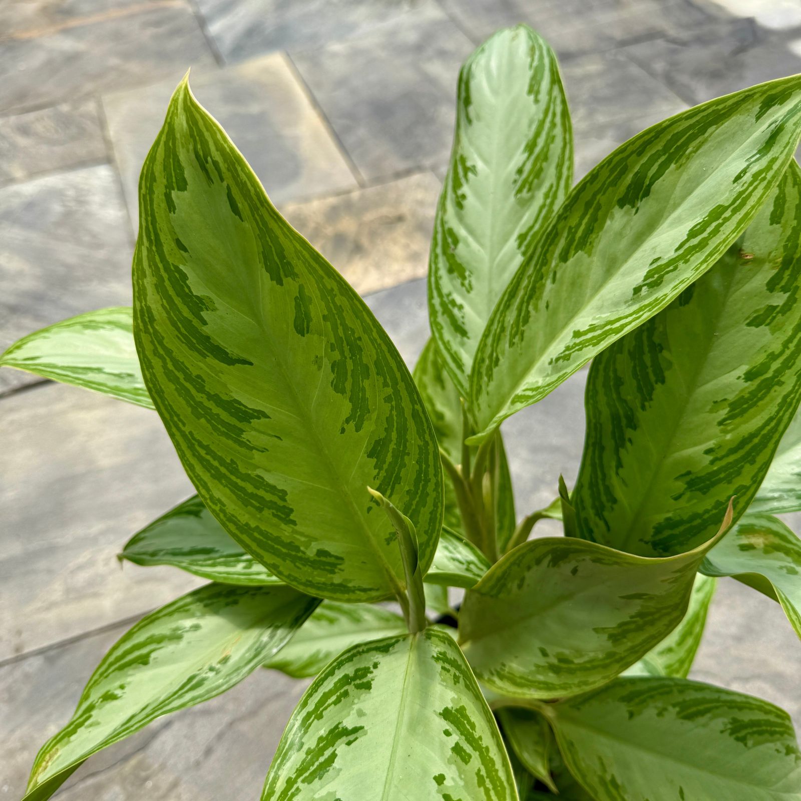 Chinese Evergreen 'Silver Bay' (Aglaonema 'Silver Bay') - 10" Pot