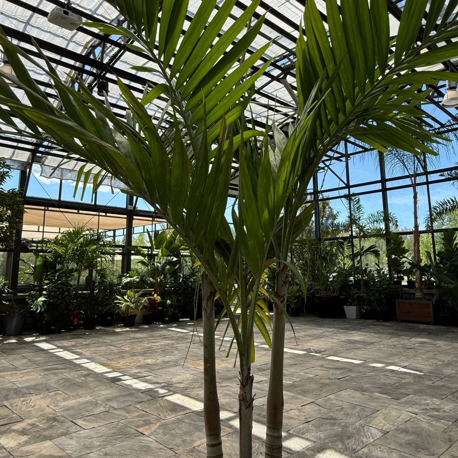 Christmas Palm (Adonidia merrillii) - 17" Pot - Multi