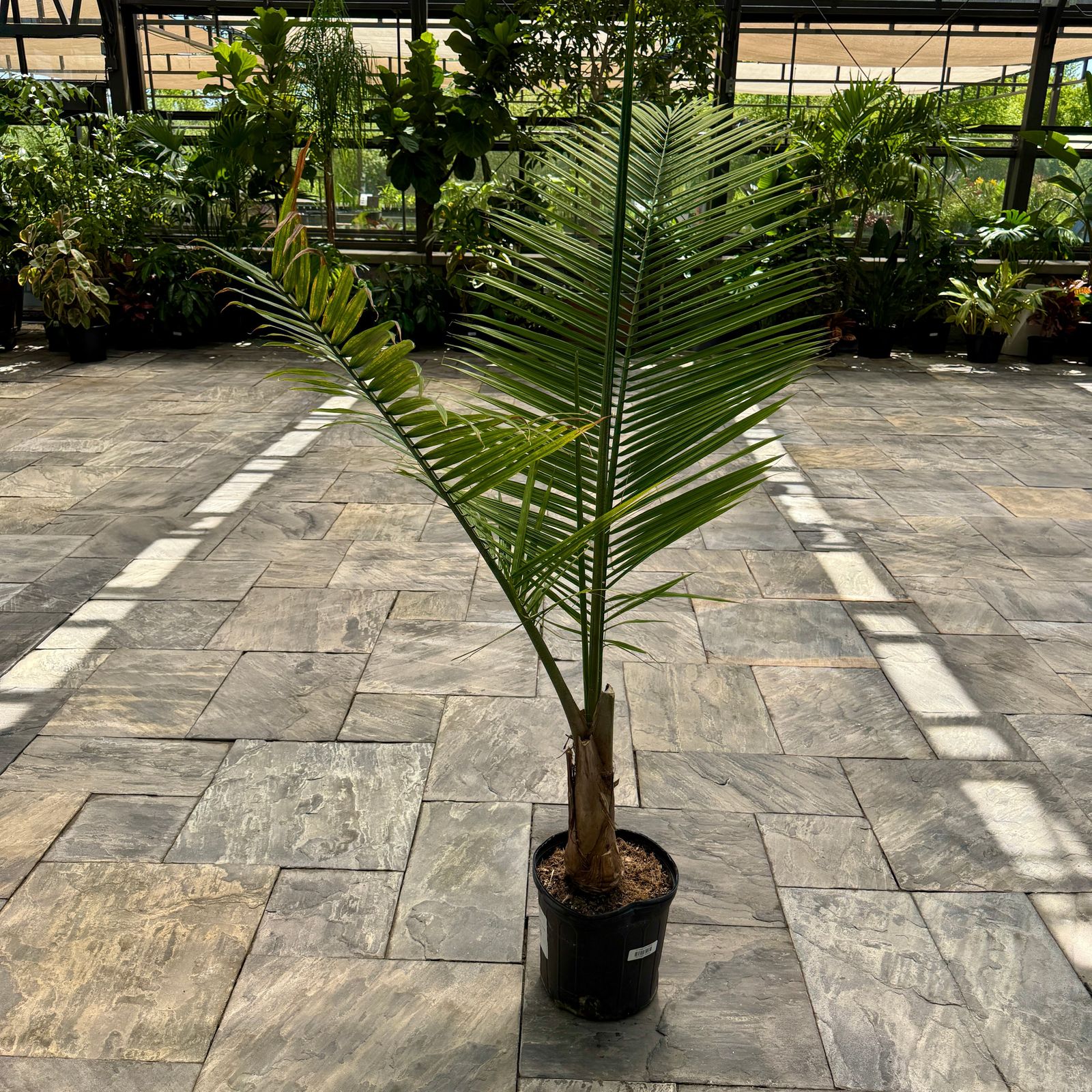 Majesty Palm (Ravenea rivularis) - 12" pot