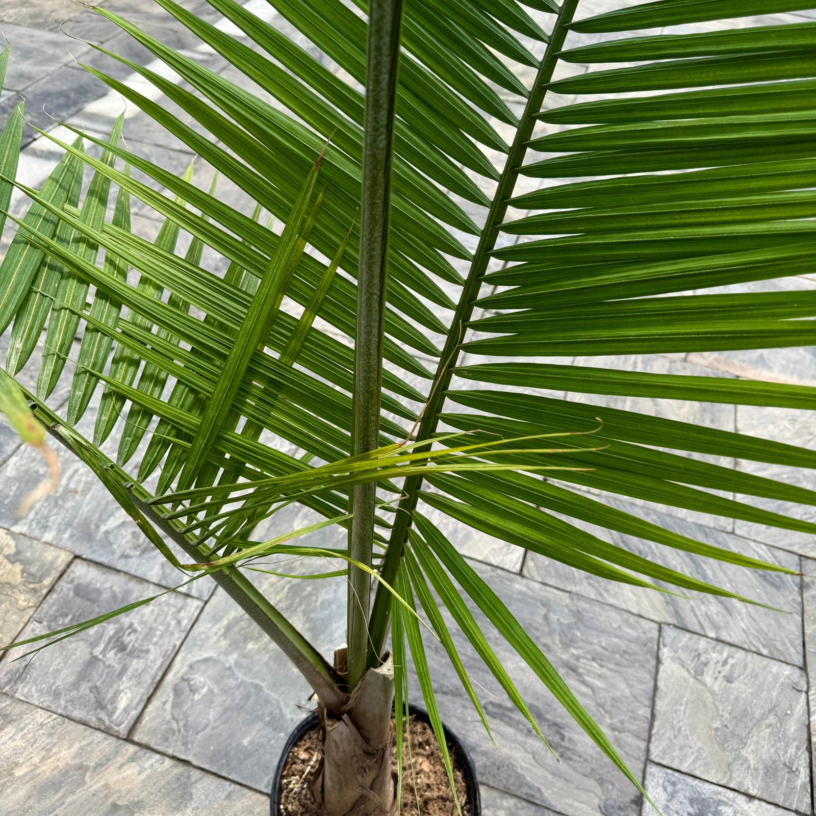 Majesty Palm (Ravenea rivularis) - 12" pot