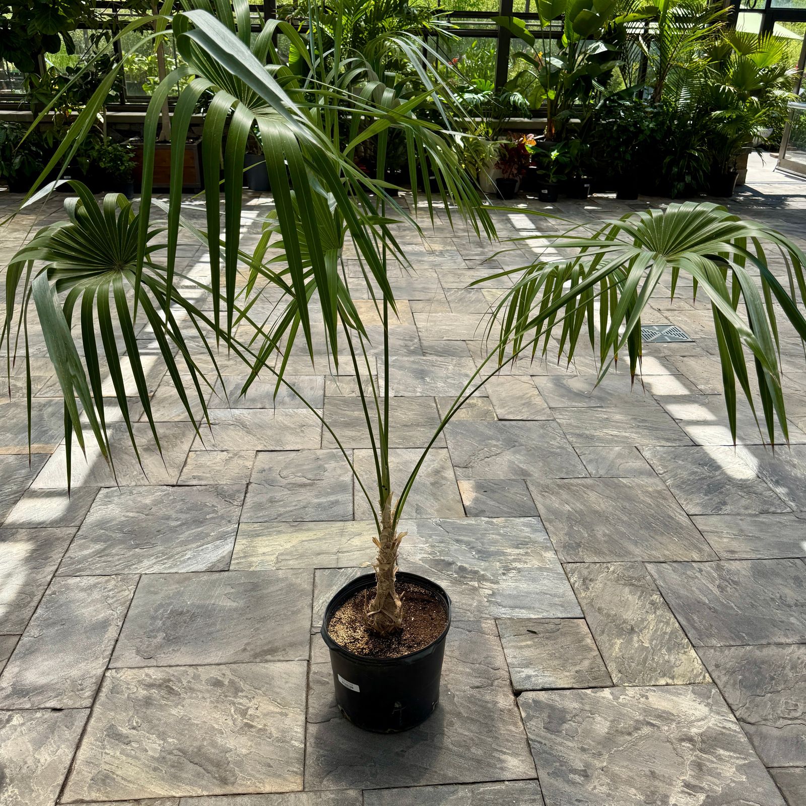 Key Thatch Palm (Leucothrinax morrisii) - 14" Pot