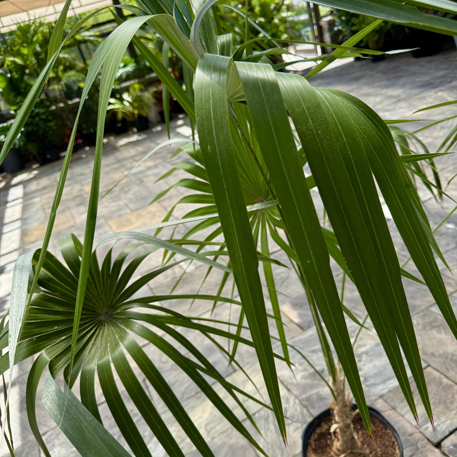 Key Thatch Palm (Leucothrinax morrisii) - 14" Pot