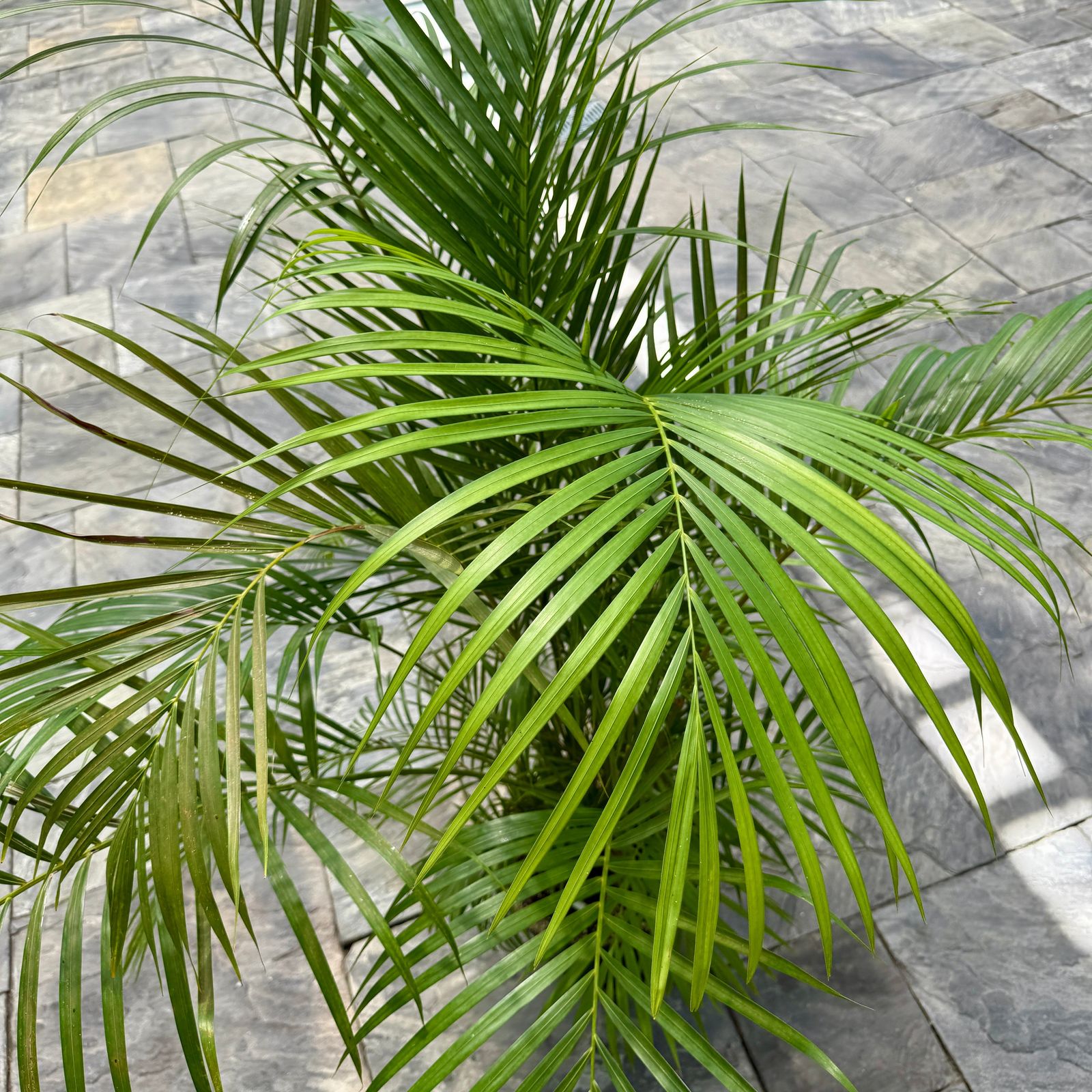 Bamboo Palm (Chamaedorea seifrizii) - 17" Pot